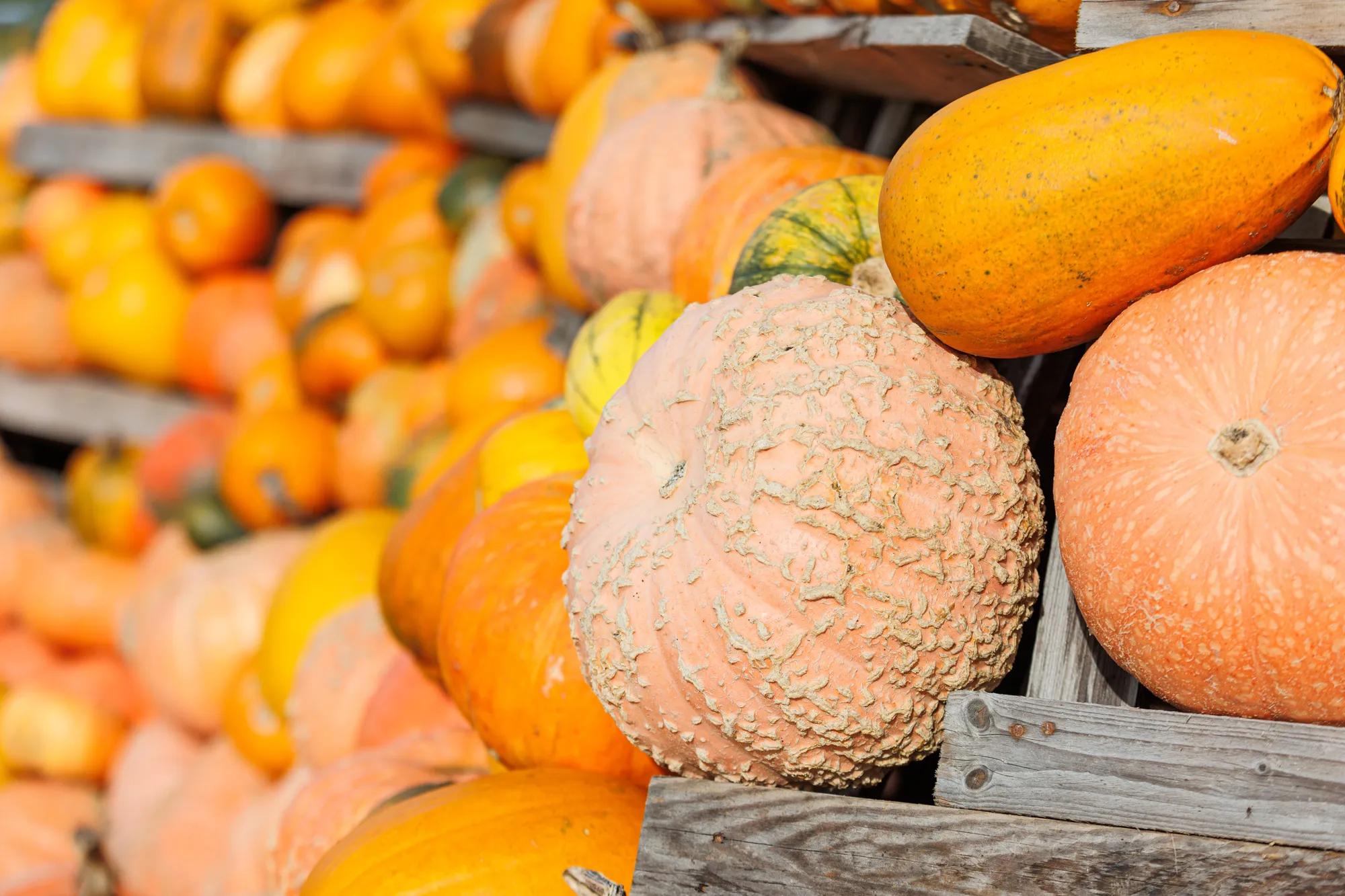 Moliūgų ūkis Kauno rajone