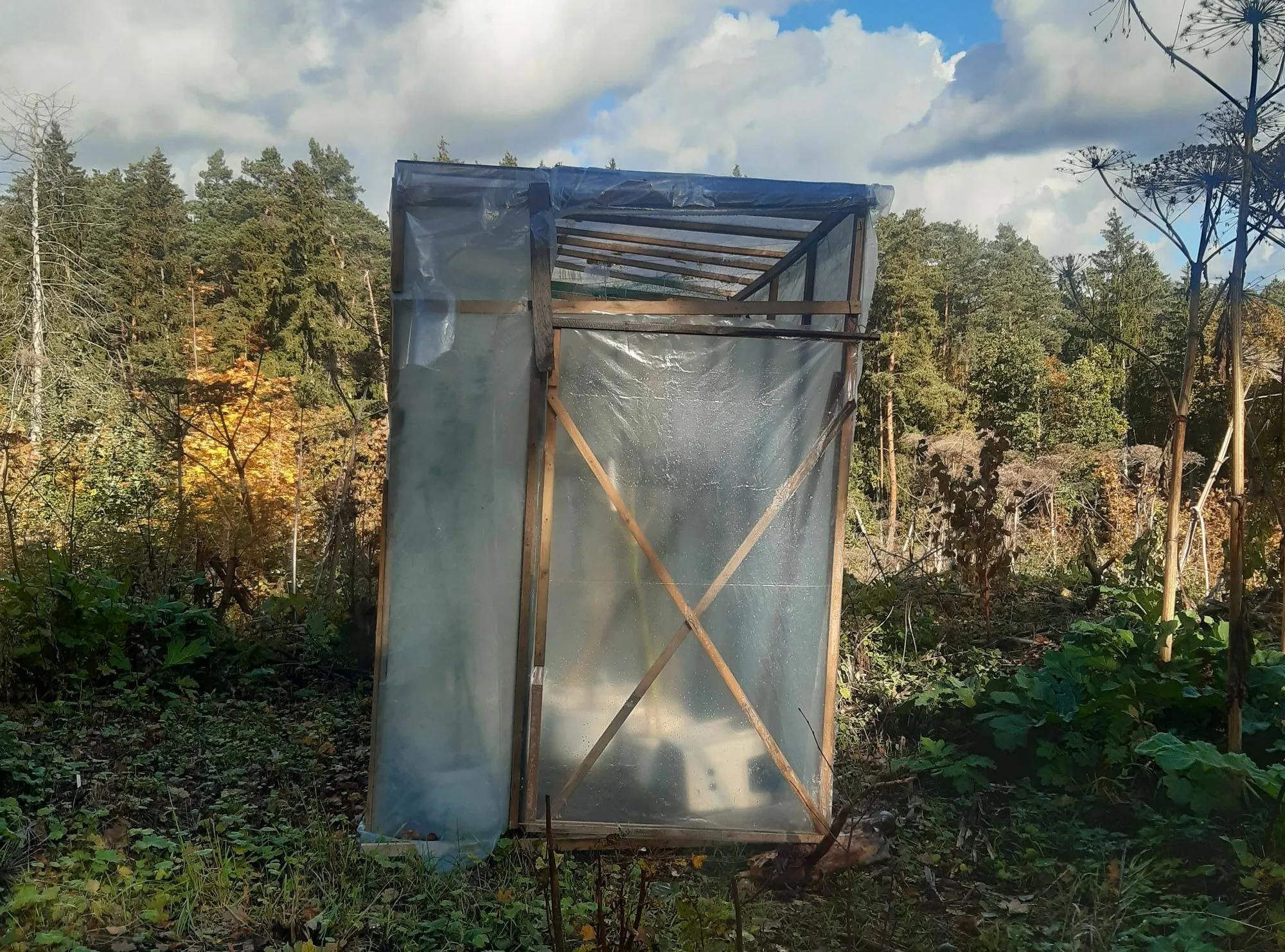 Šiltnamis su kanapių sodinukais