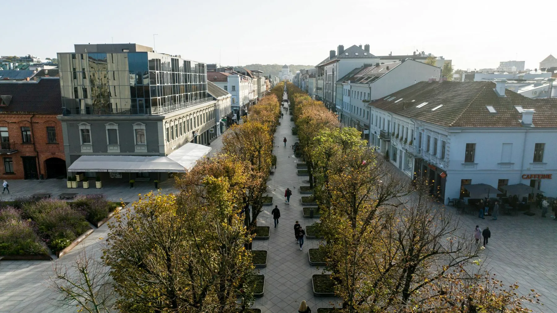 Laisvės alėjos liepos