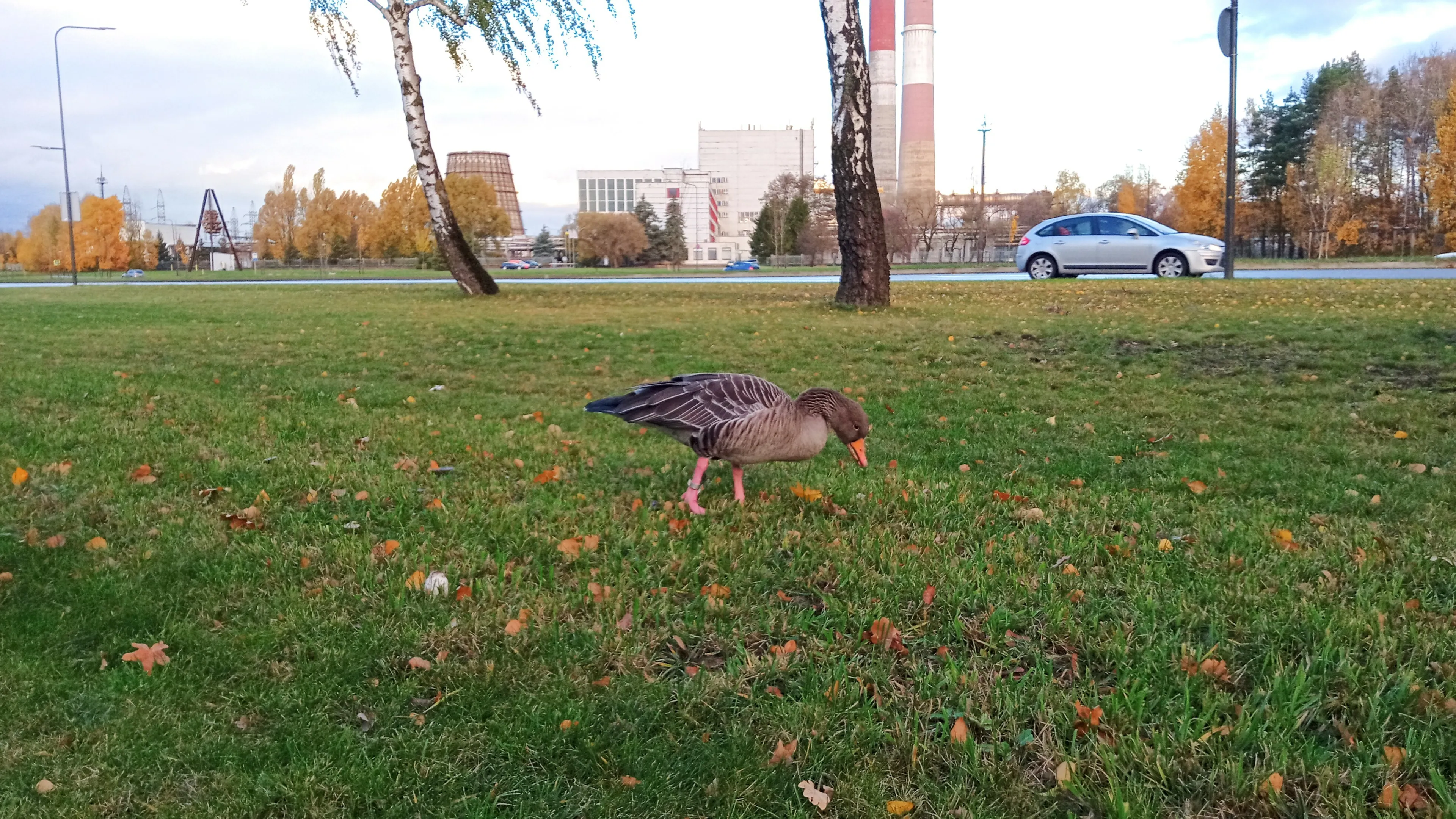 Taikos prospekte sužeista žąsis