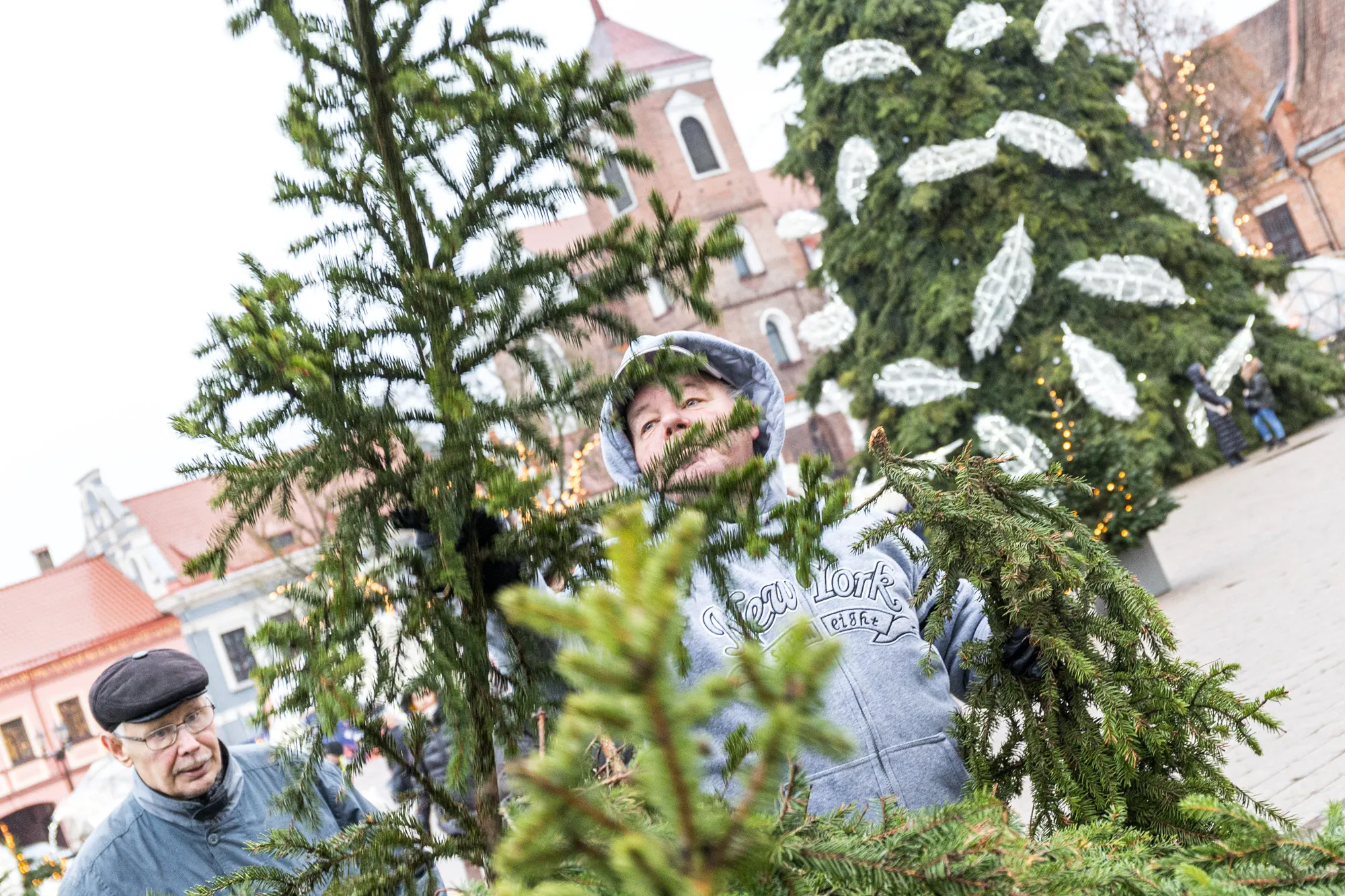 Eglės šakų dalybos