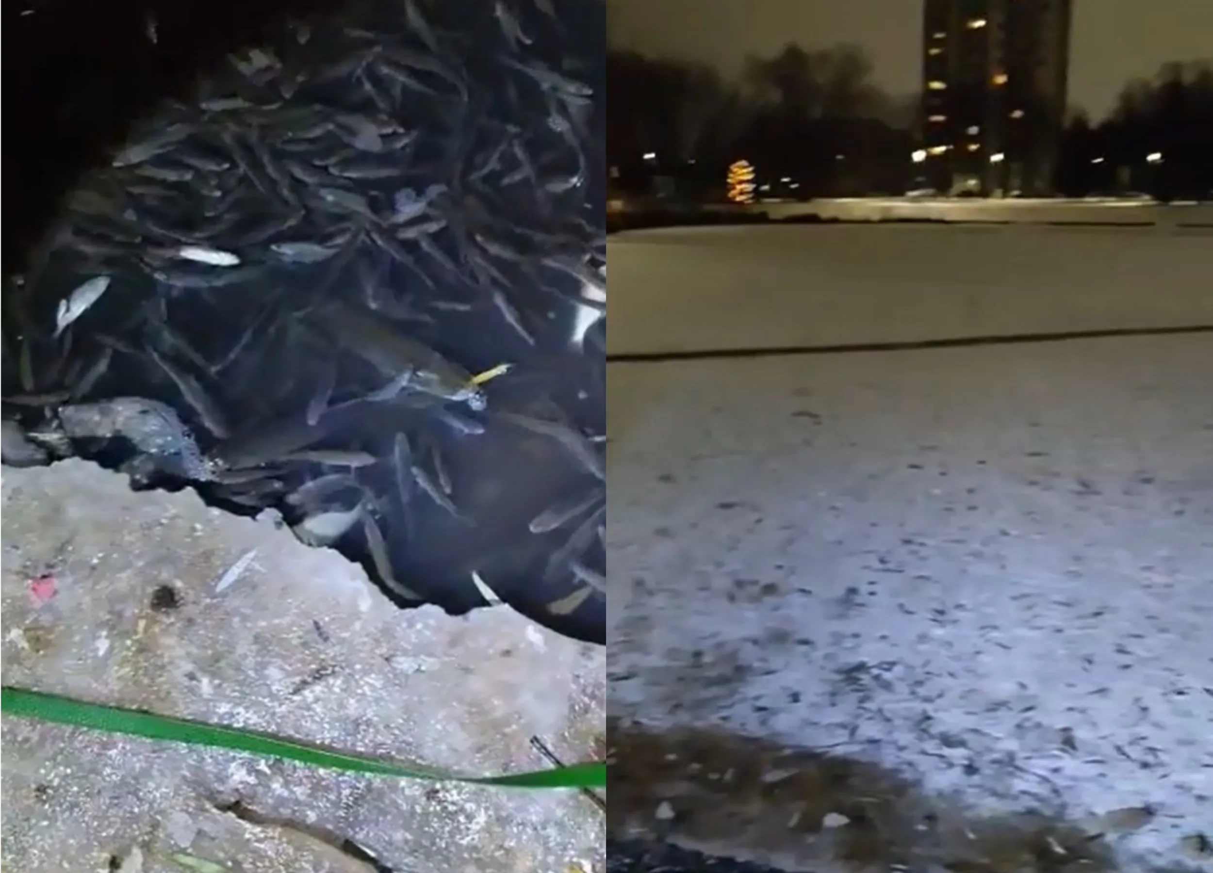 Žuvys Kalniečių parko tvenkinyje
