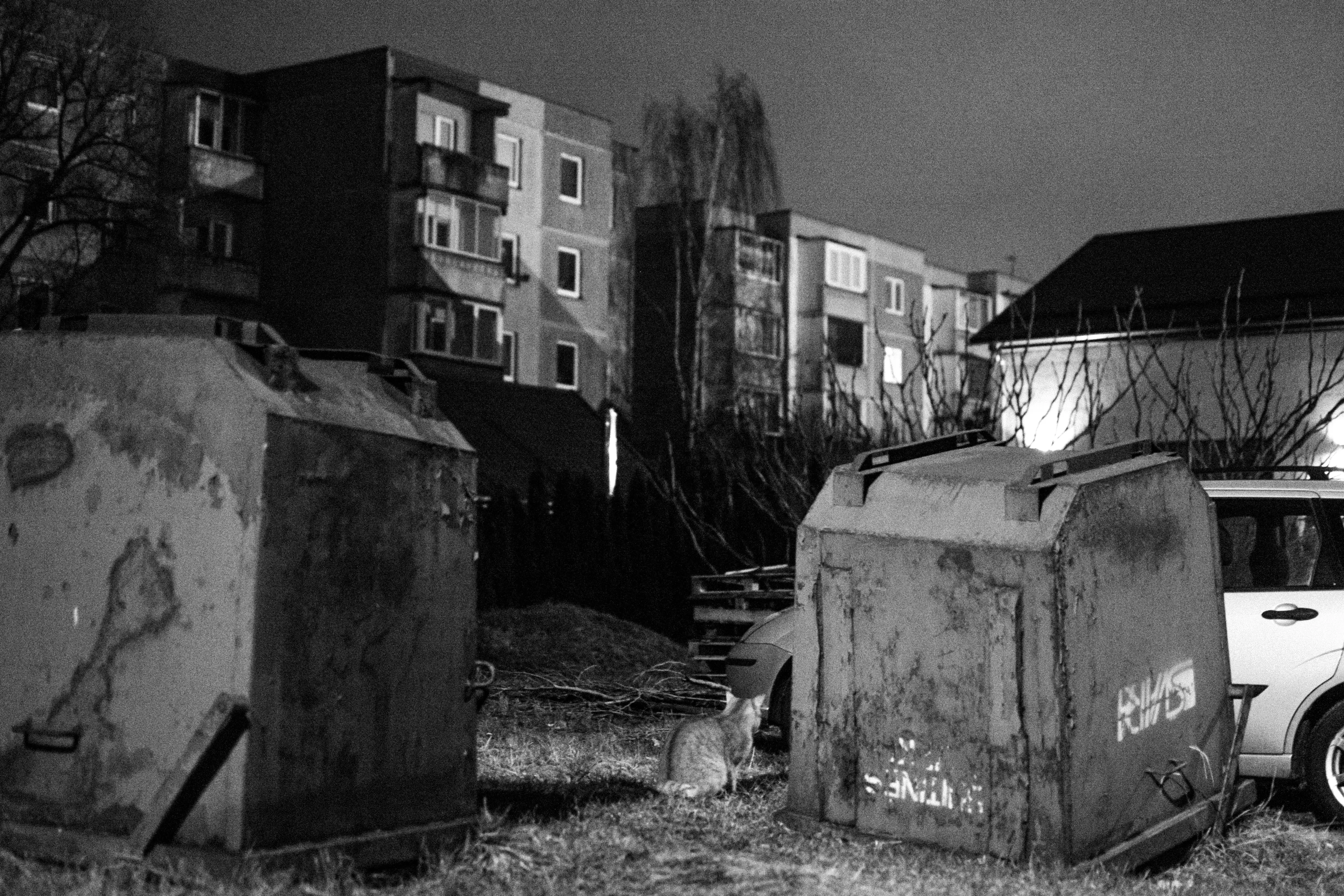 Šilainiai pajodžargos akimis