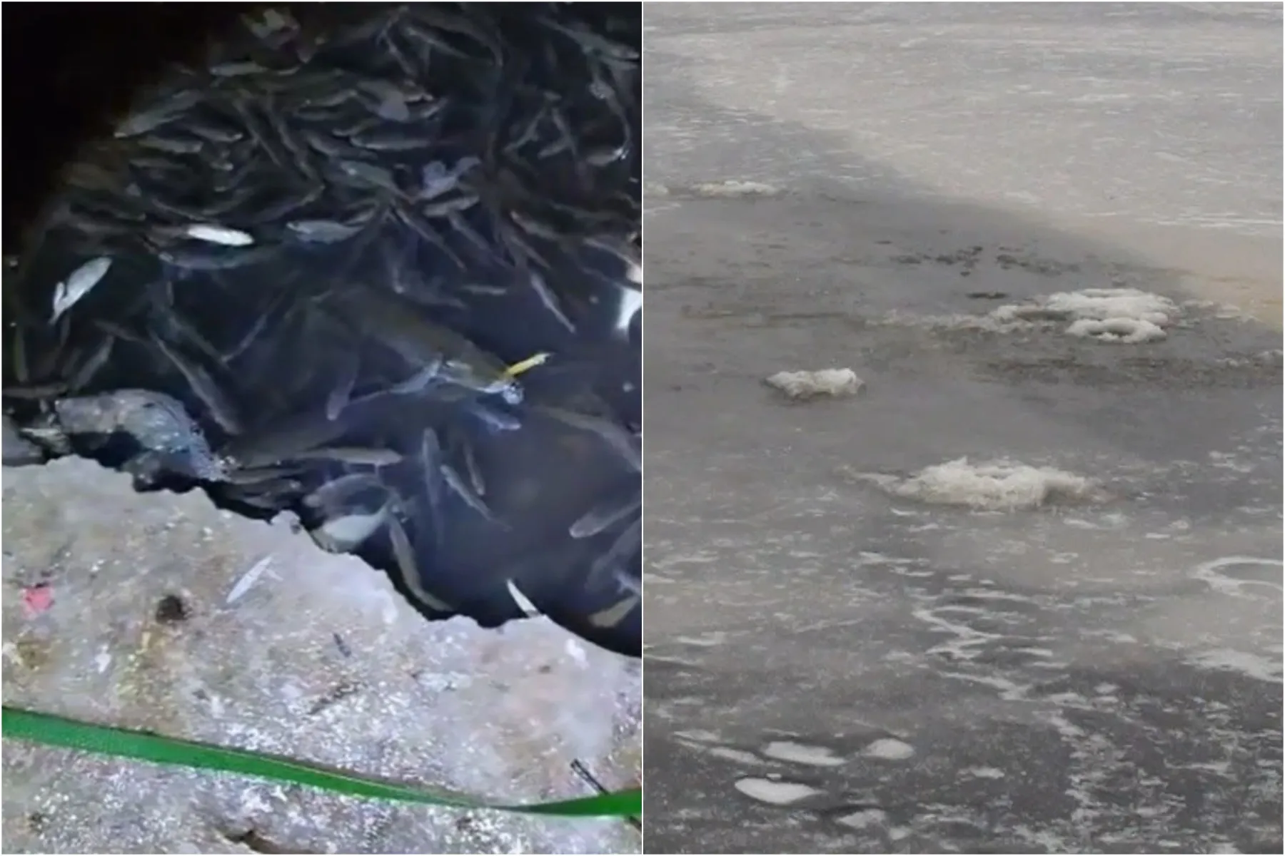 Kalniečių parko tvenkinyje dūstančios žuvys