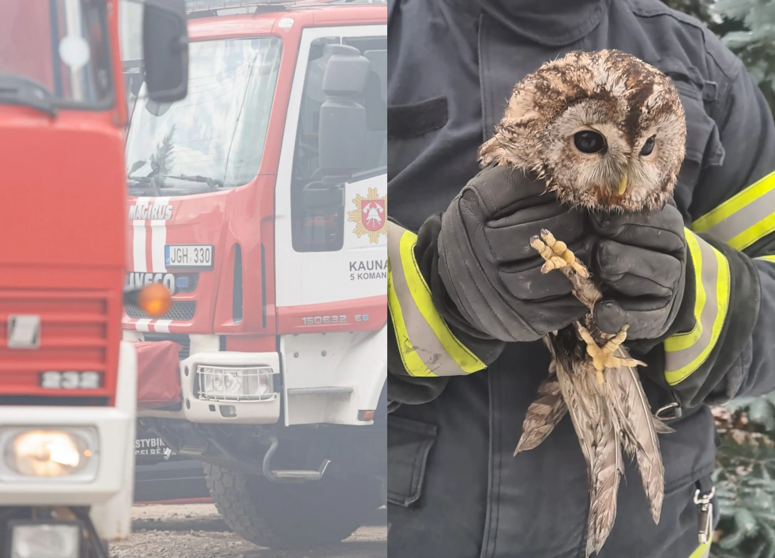 Pelėdos gelbėjimo operacija