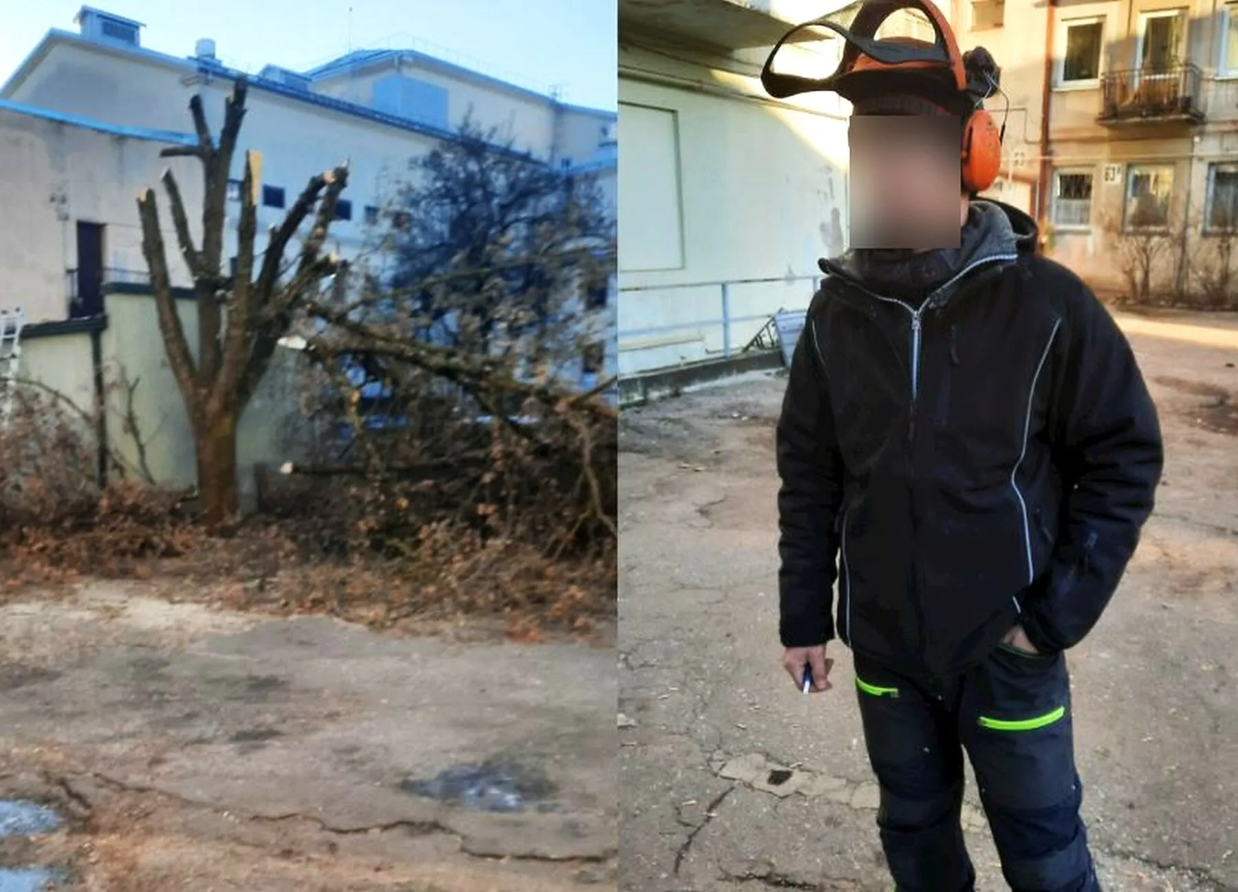 Kaune kertami medžiai