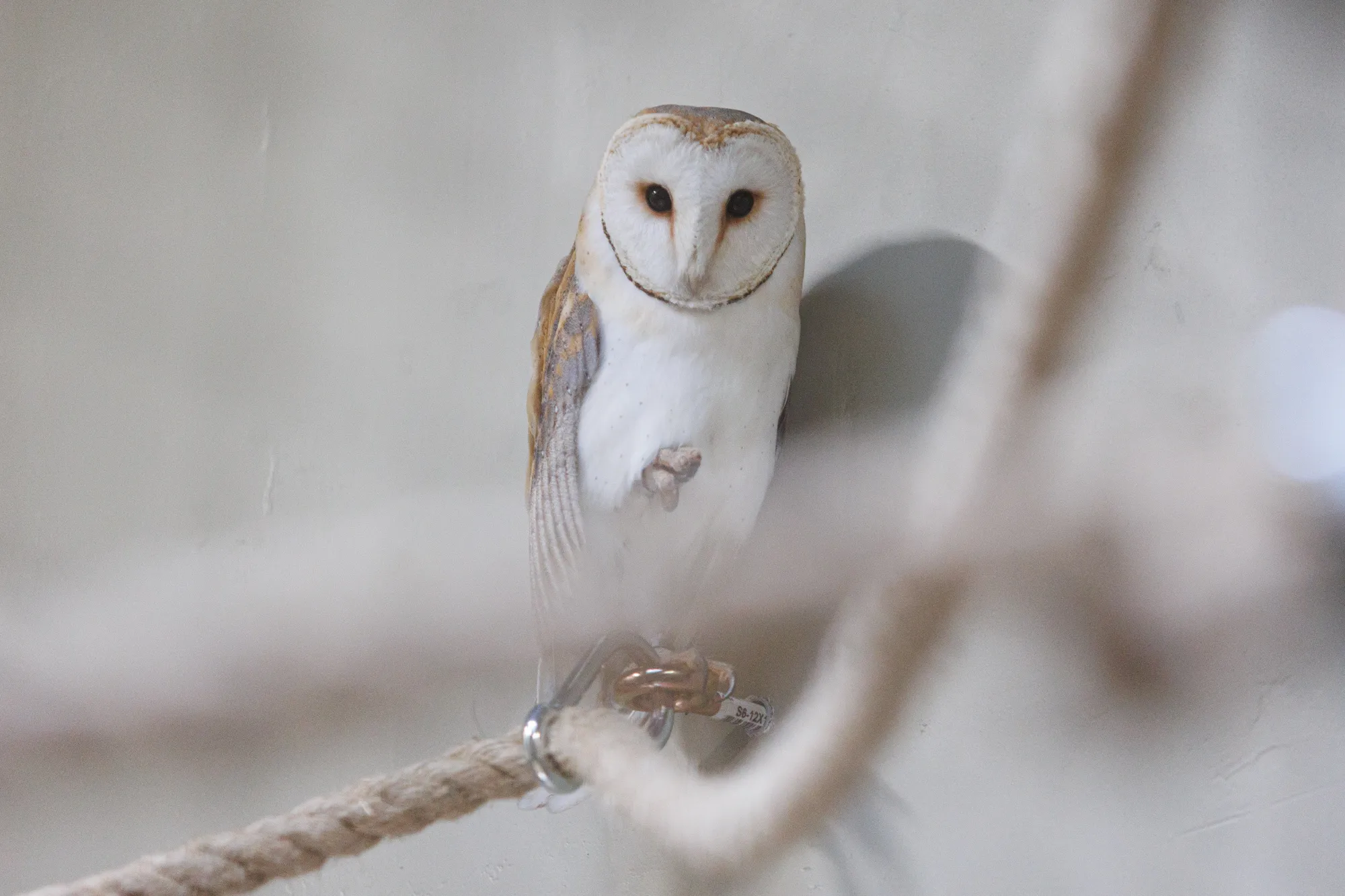 Laukinių gyvūnų globos centras