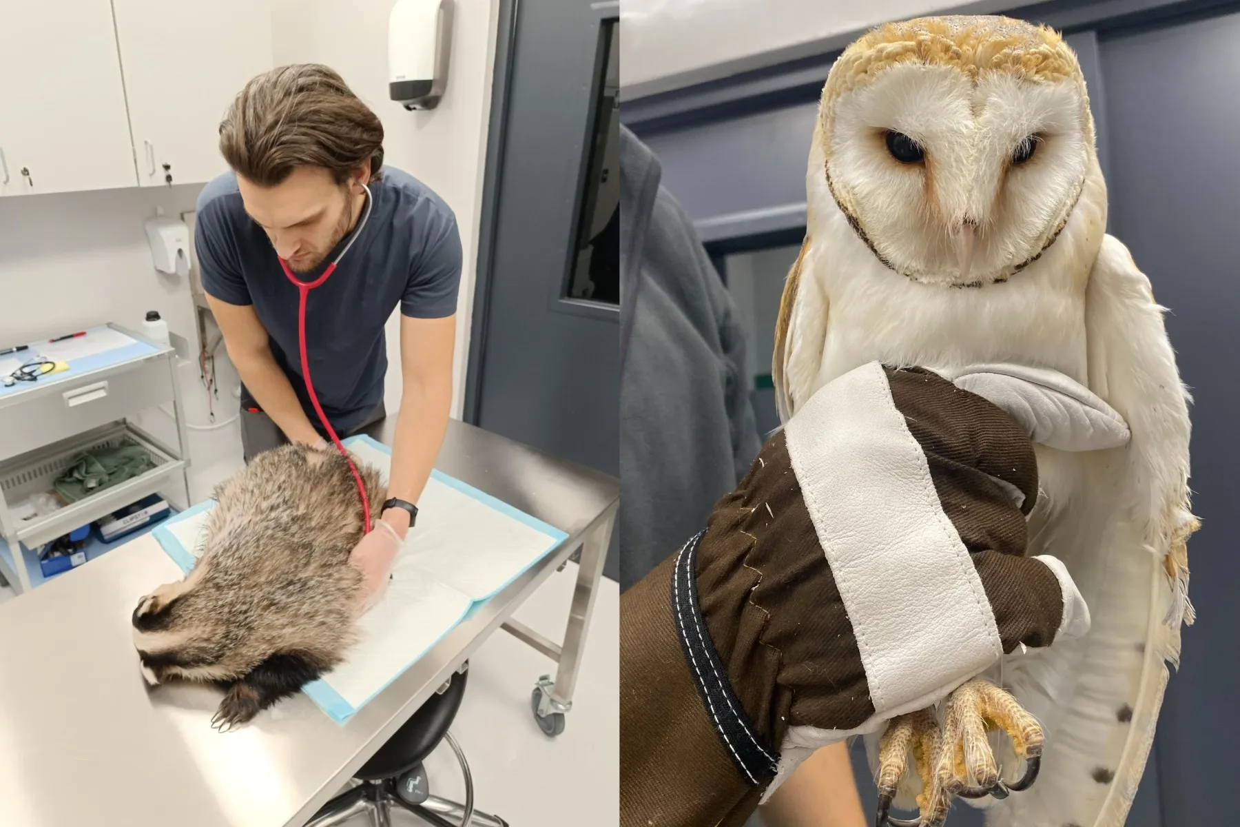 Laukinių gyvūnų globos centras