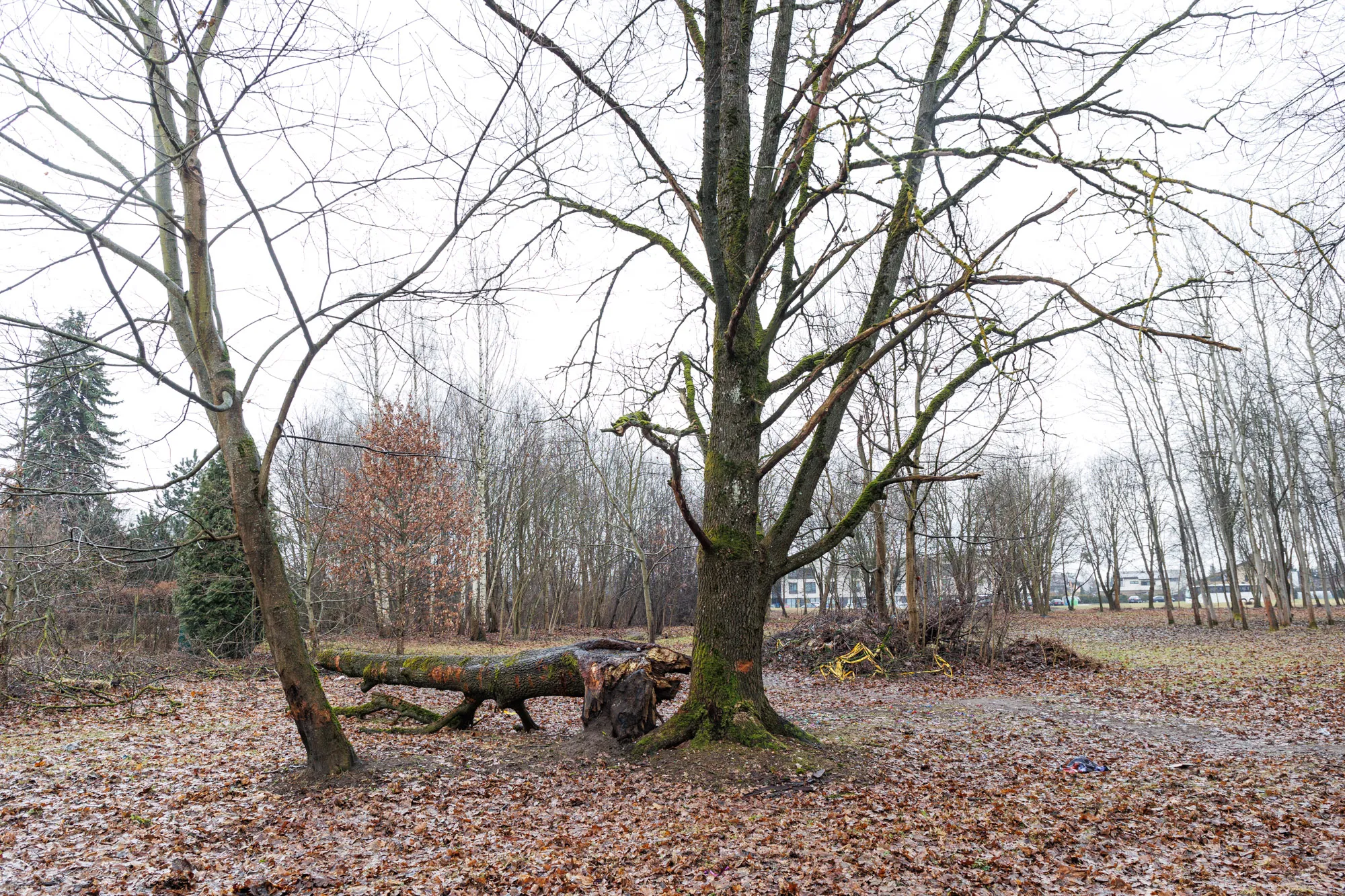 Parkelis Šilainiuose / R. Tenio nuotr.