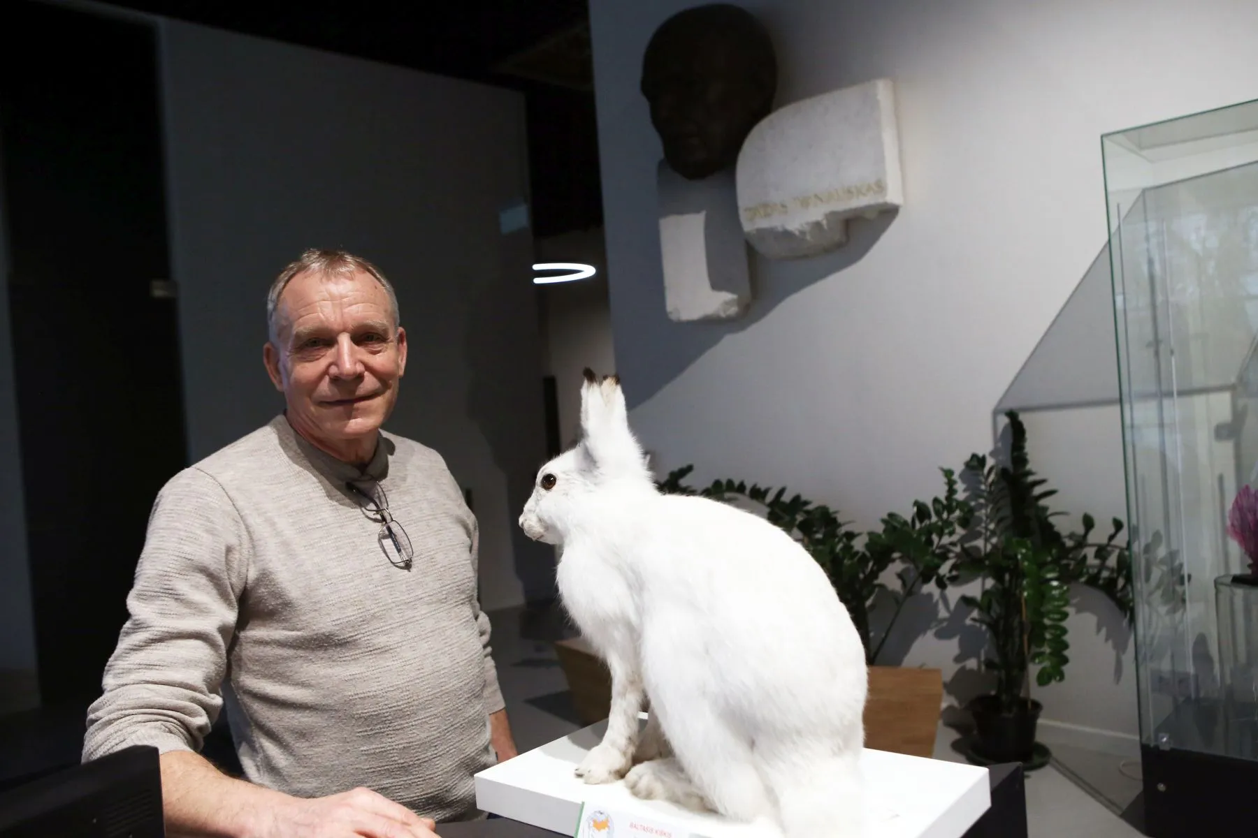 Baltasis kiškis – T. Ivanausko zoologijos muziejaus sausio mėn. eksponatas