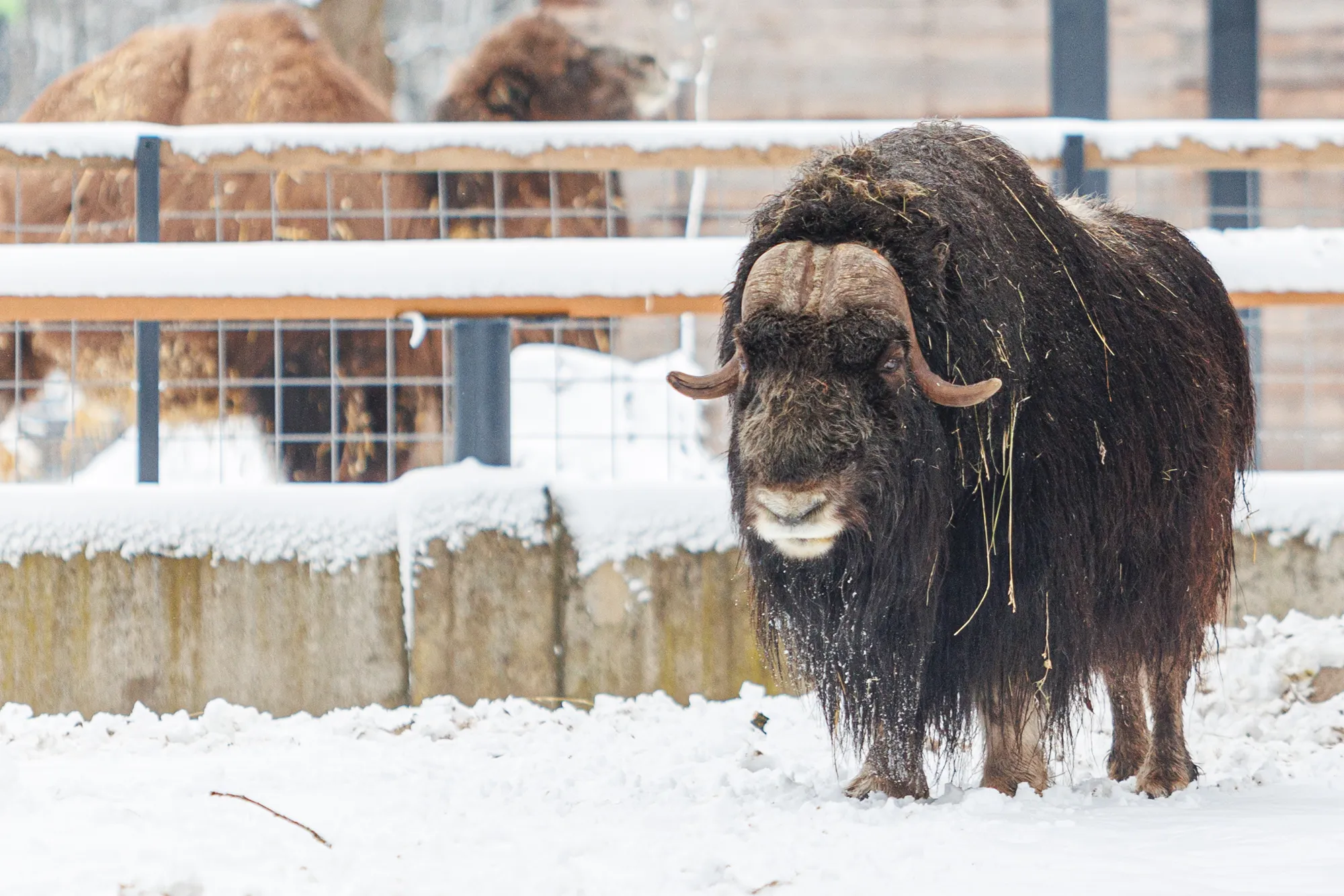 Lietuvos zoologijos sodas / R. Tenio nuotr.