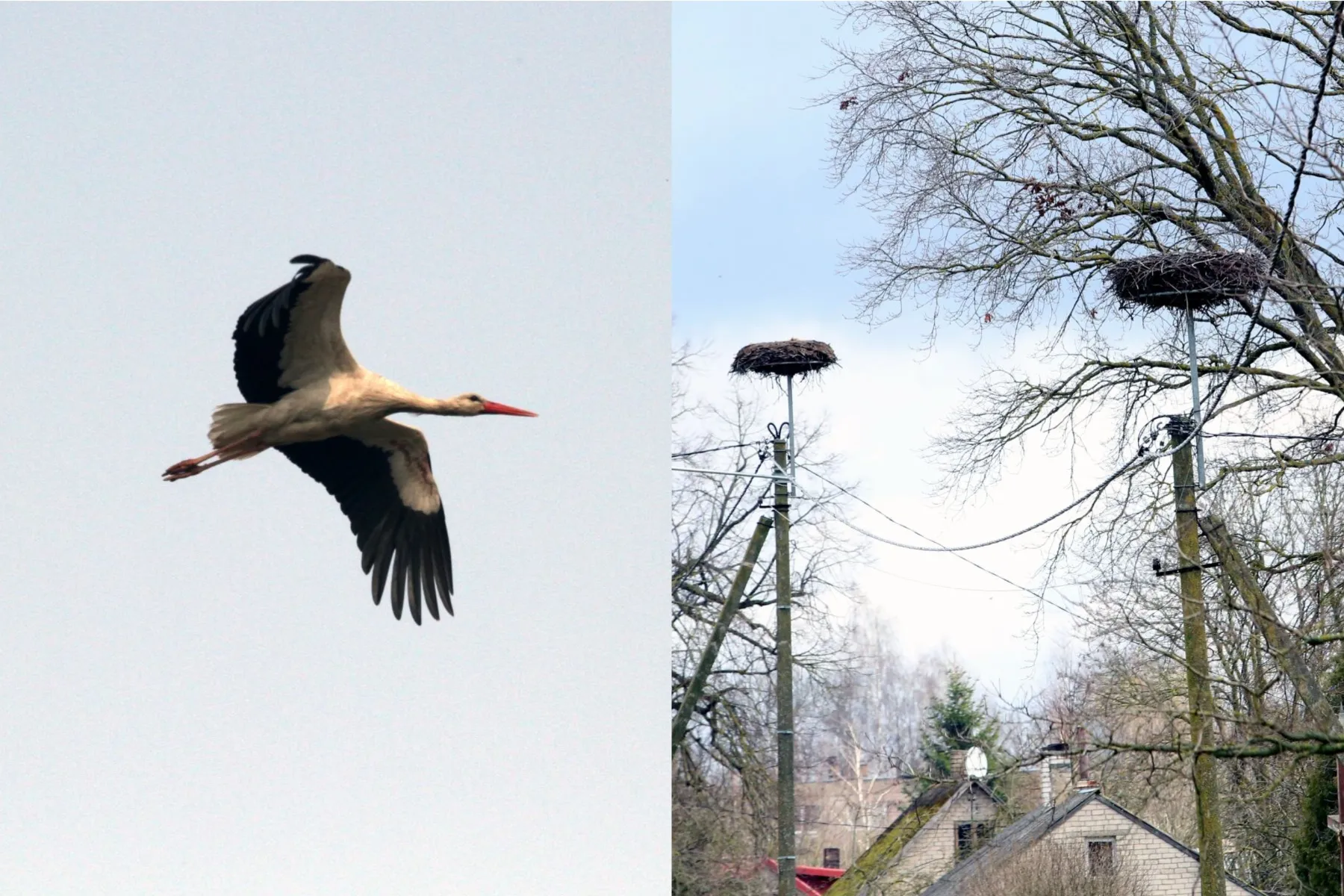 Gandrinės / M. Patašini nuotr.