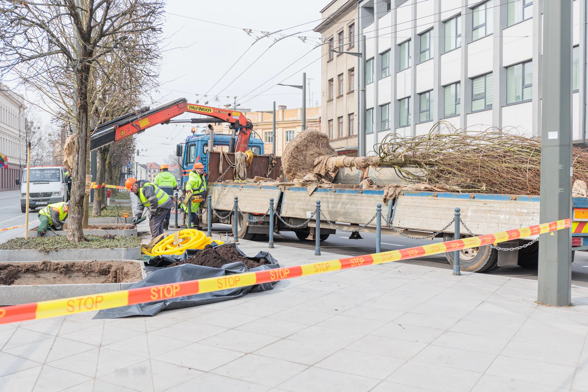 Sodinamos liepos Laisvės alėjoje / R. Tenio nuotr.