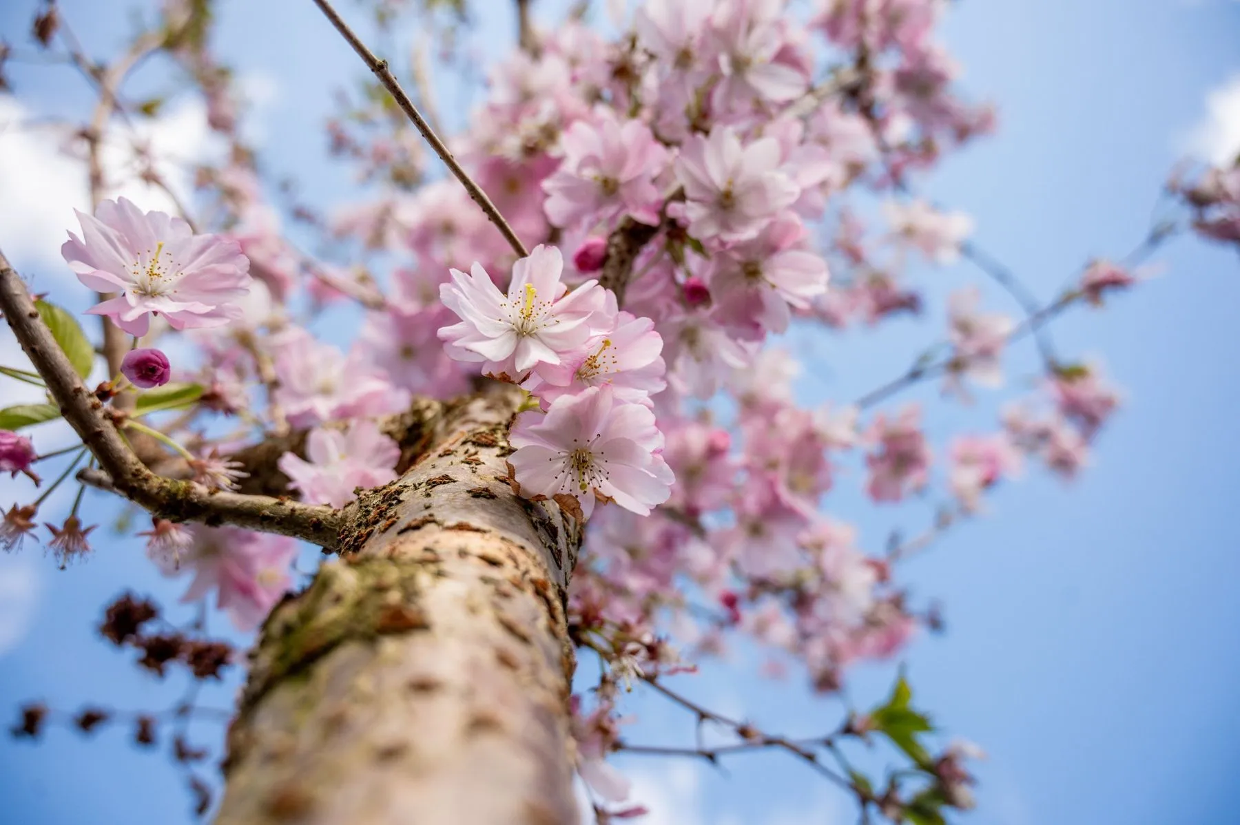 Sakuros KTU Studentų miestelyje