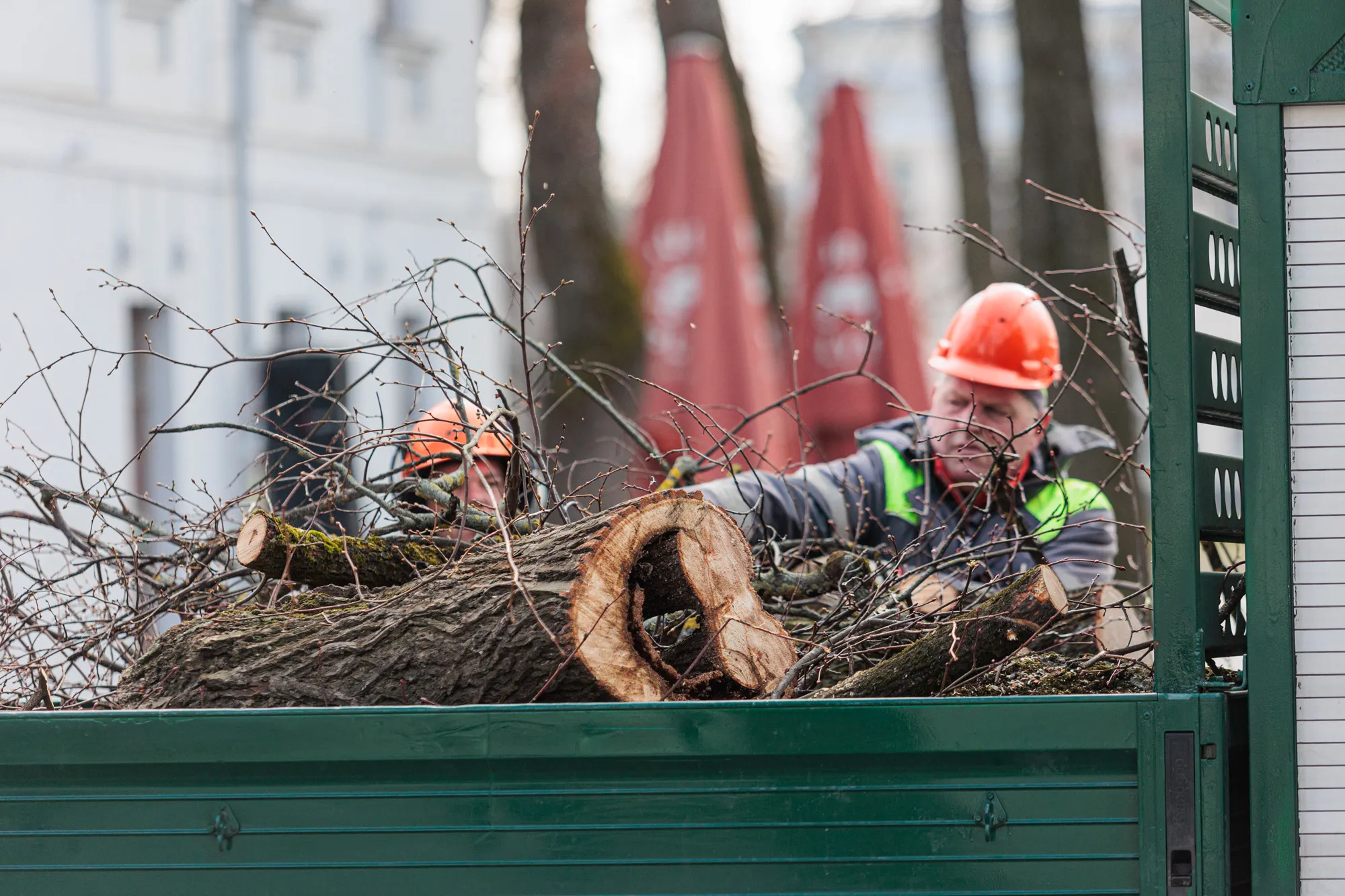 Pjaunamos liepos Laisvės alėjoje / R. Tenio nuotr.