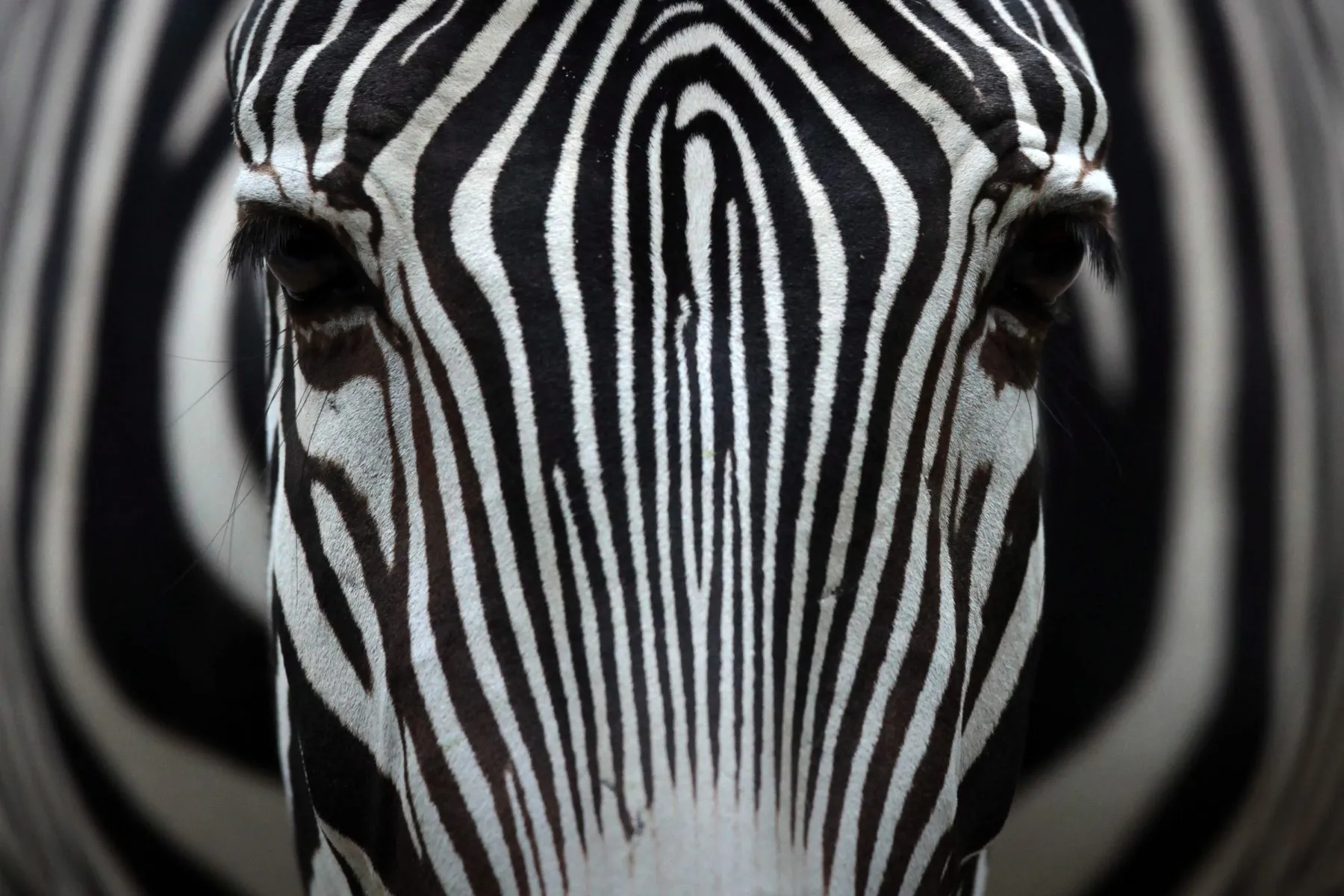 Zebras