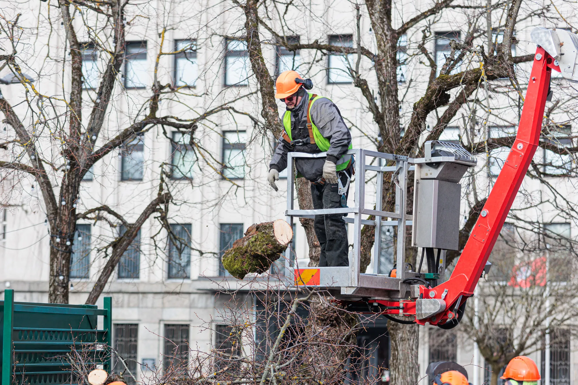 Pjaunamos liepos Laisvės alėjoje / R. Tenio nuotr.