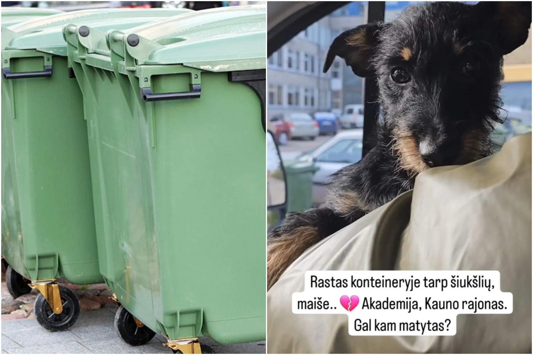 Akademija, šuo, konteineris