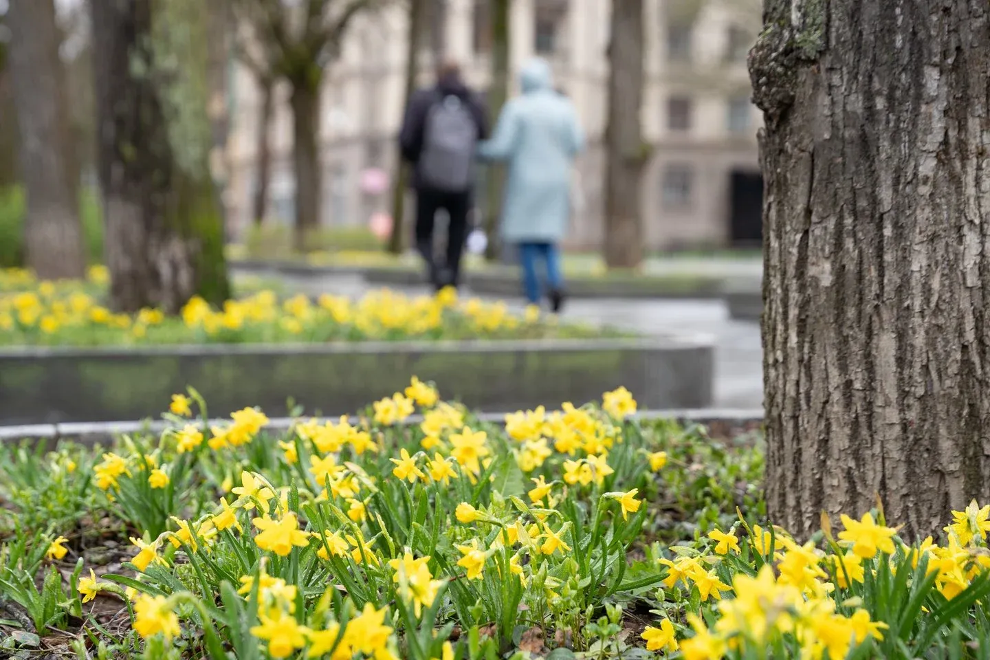 Narcizai Laisvės alėjoje / lryto.lt, R. Vilkelio nuotr.