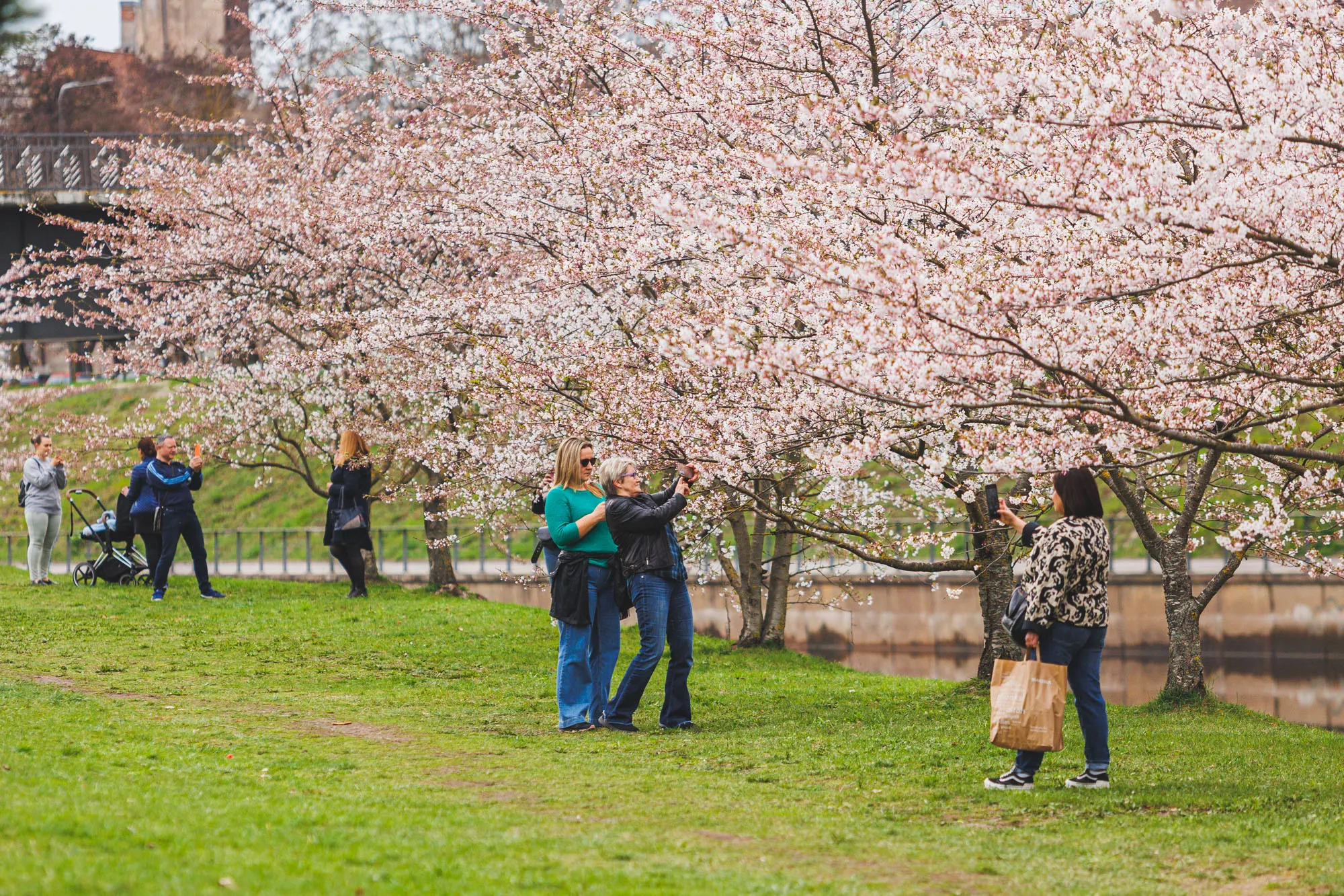 Žydinčios sakuros Nemuno saloje