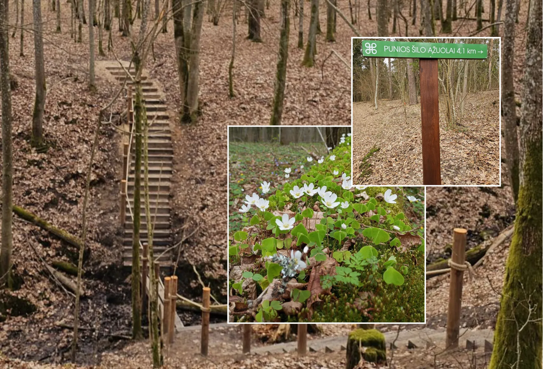 Pažintinis takas Punios šile