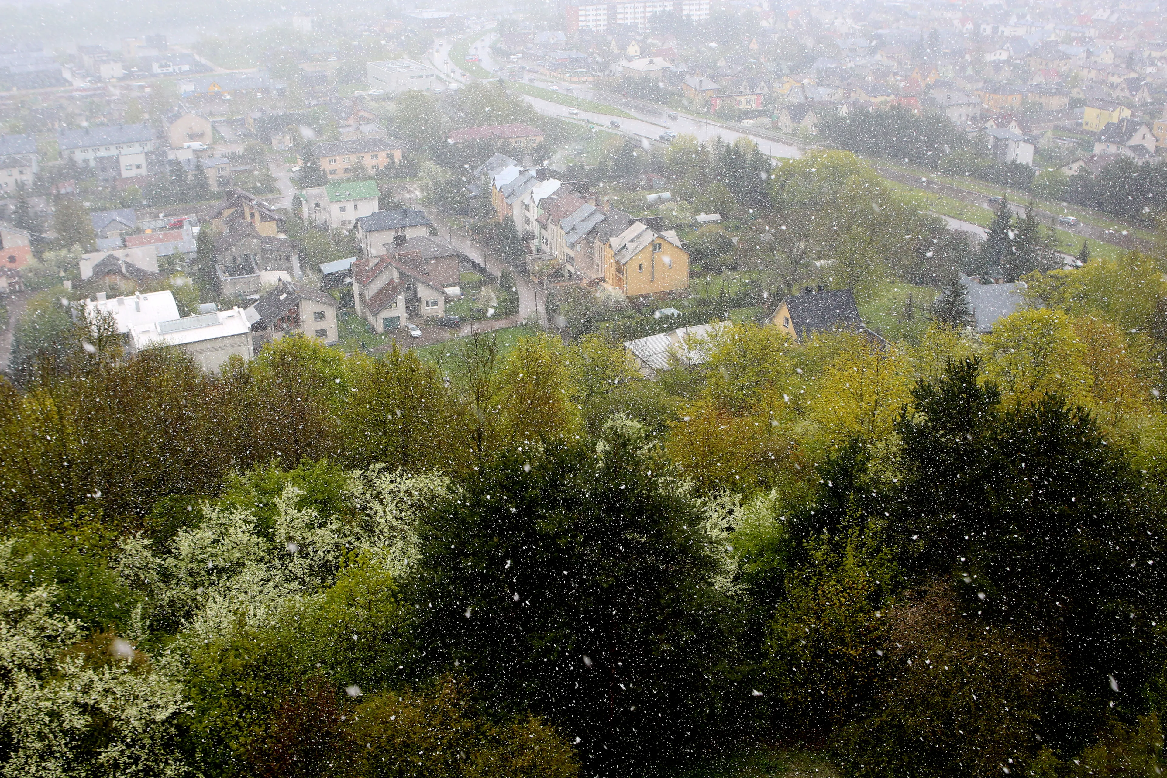 Sniegas balandį Kaune / M. Patašini nuotr.