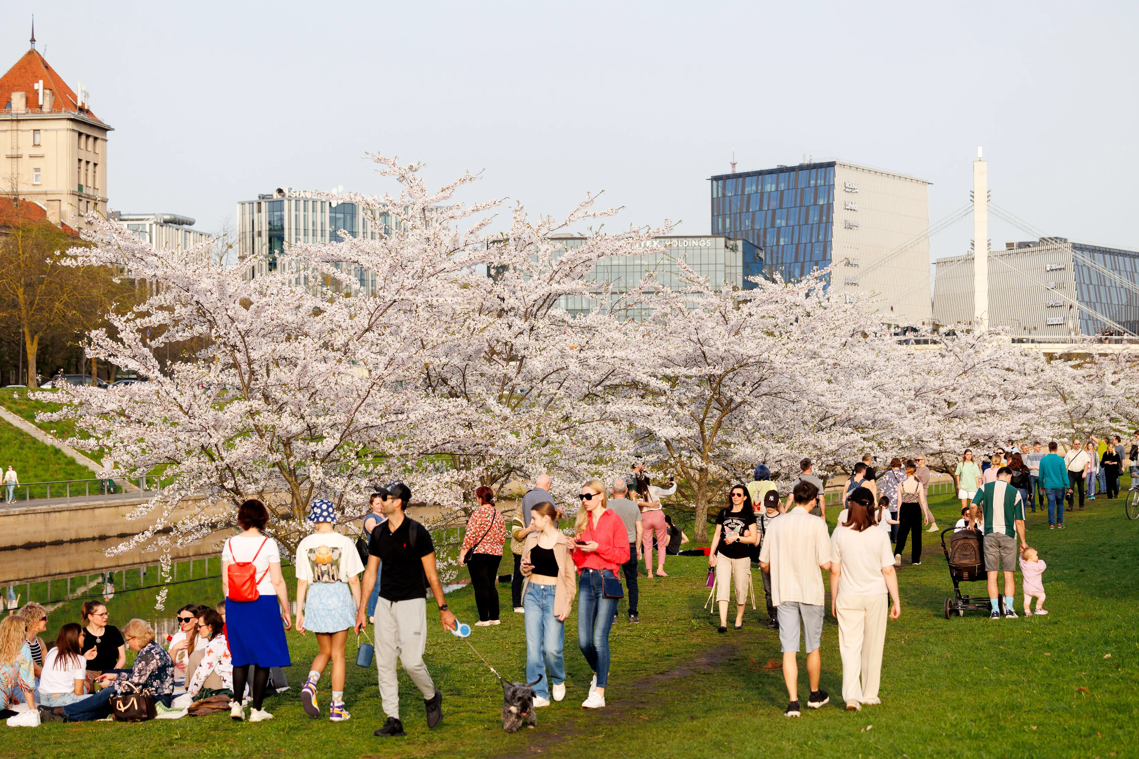 Kaune pražydo sakuros / E. Ovcarenko, BNS nuotr.