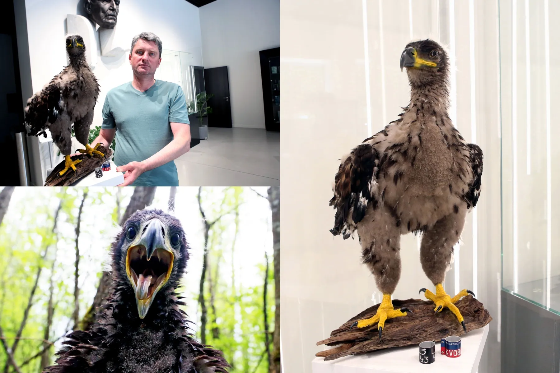 S. Rumbutis žieduoja jūrinius erelius / M. Patašiaus nuotr.