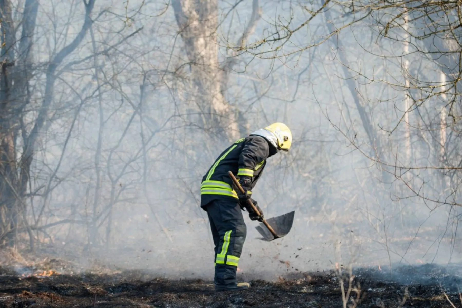 Gaisrininkas, miškas