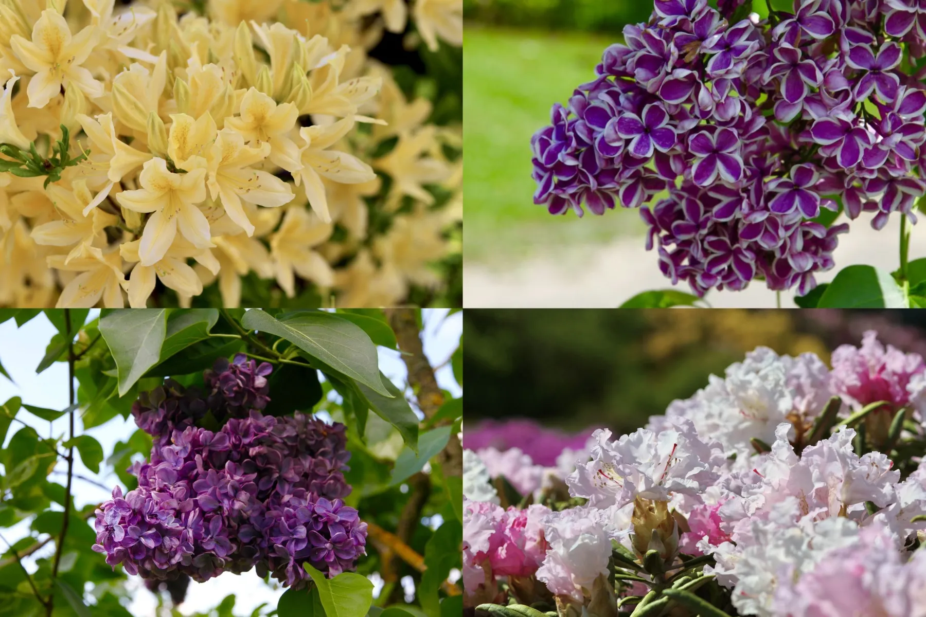 MixCollage-09-May-2024-09-48-AM-3931