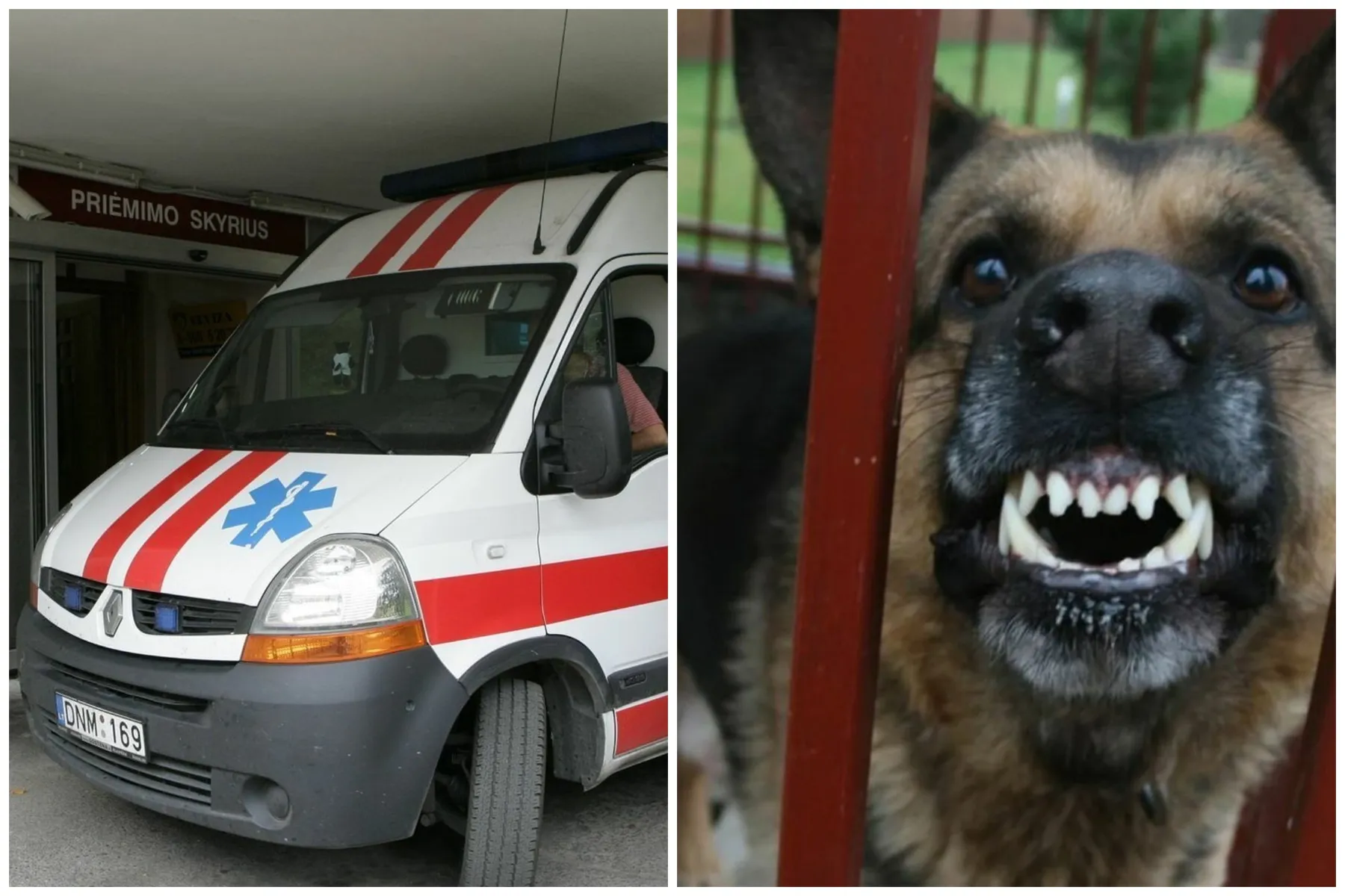 Vilkšunis, greitoji