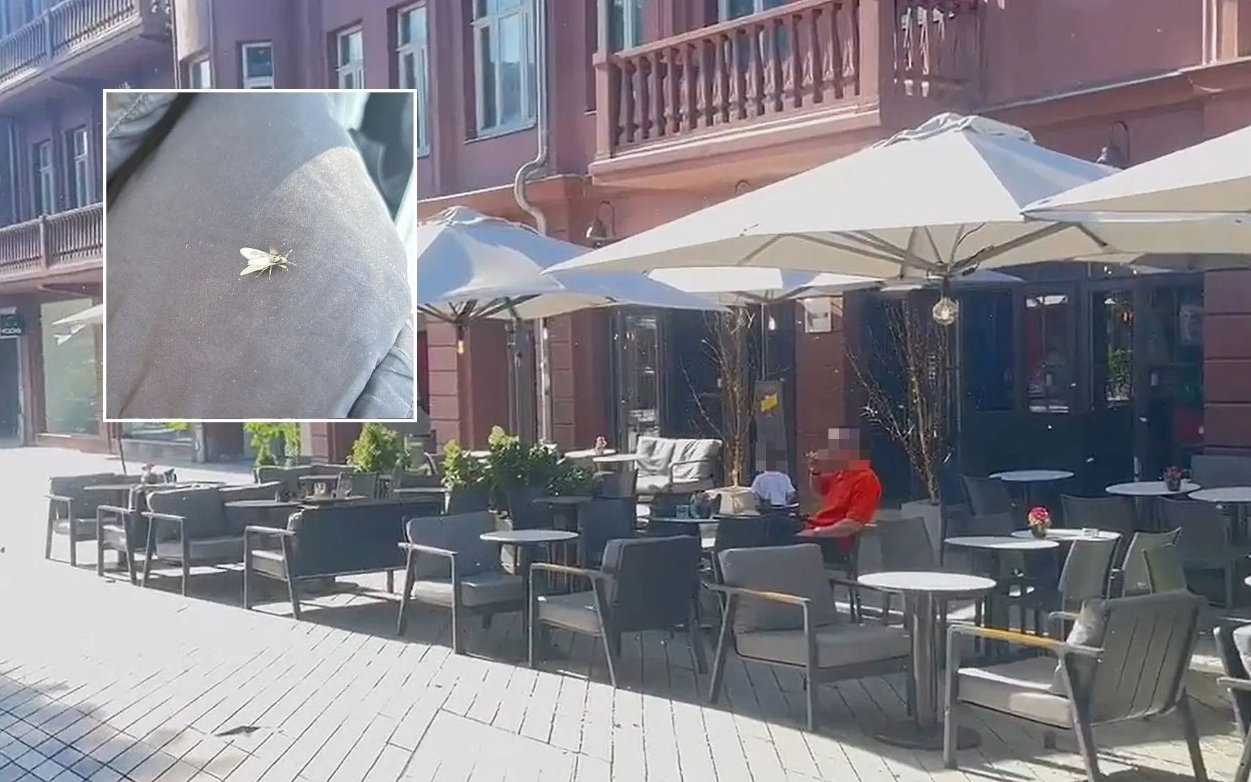 Laisvės alėją užpuolė vabzdžiai