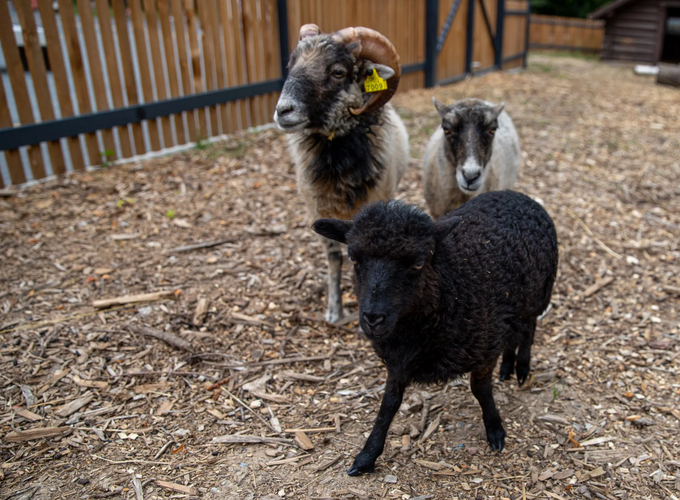 Avies Kanelės spėjimas / Zoologijos sodo nuotr.