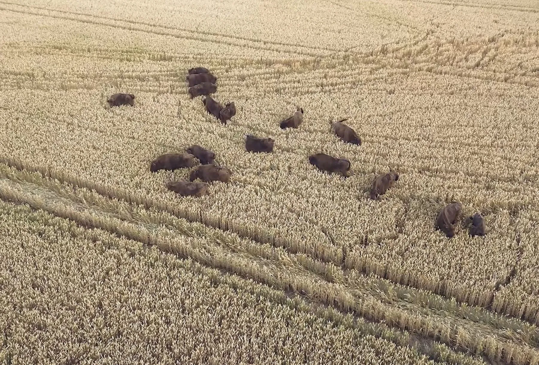 Stumbrai Kauno rajone