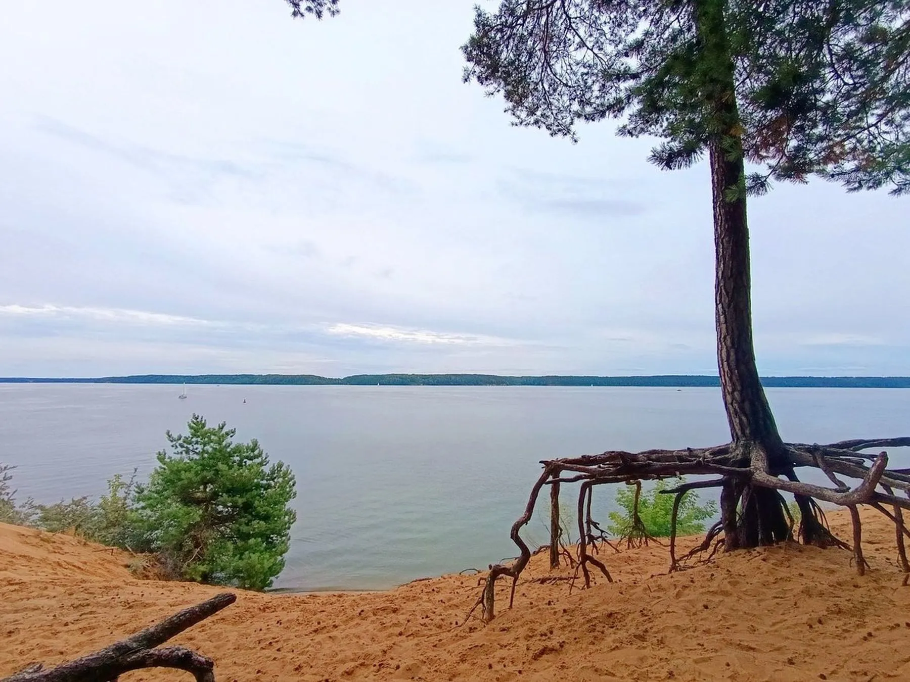 Pušys Pažaislio pažintiniame take