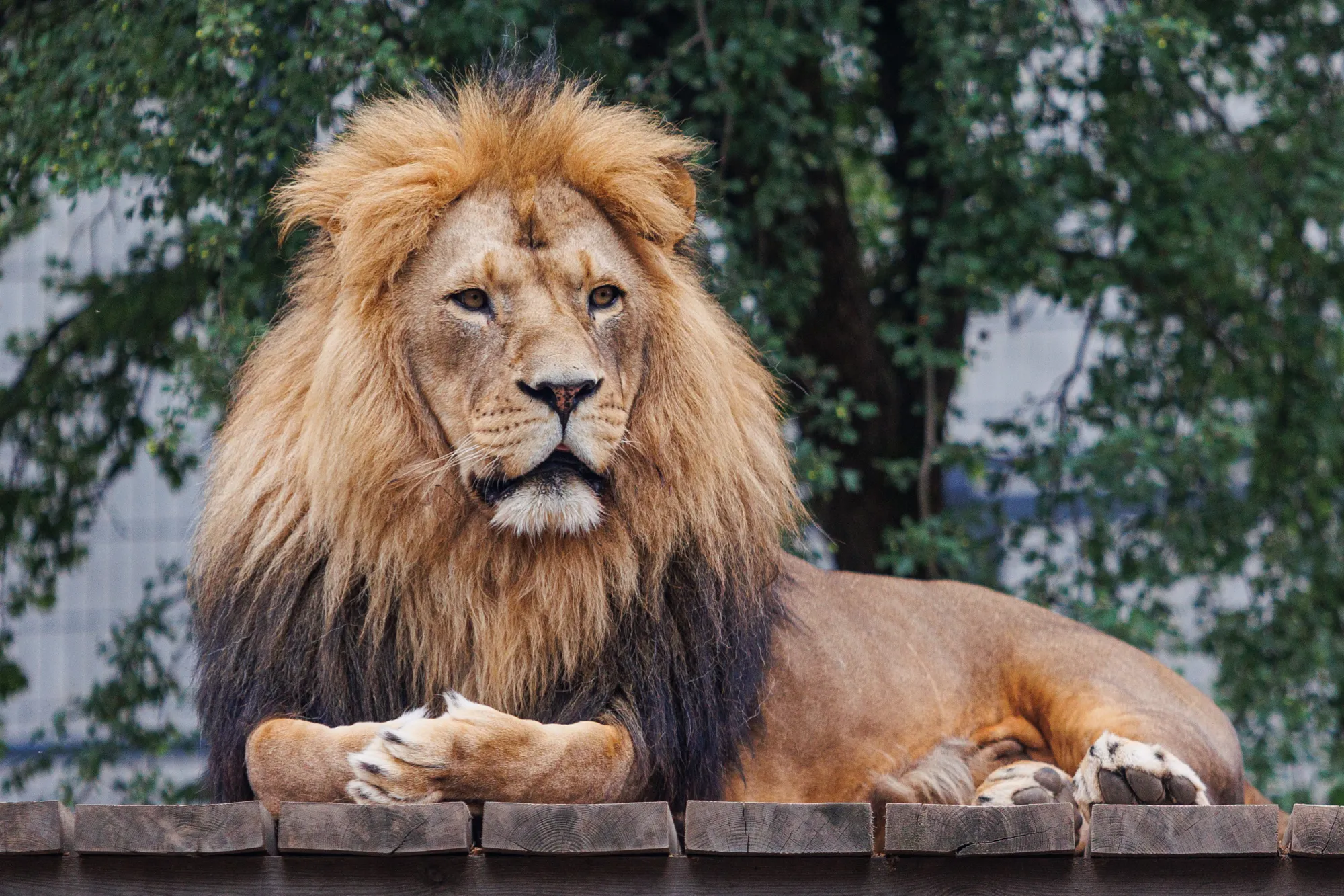 Lietuvos Zoologijos sodo gimtadienis / R. Tenio nuotr.