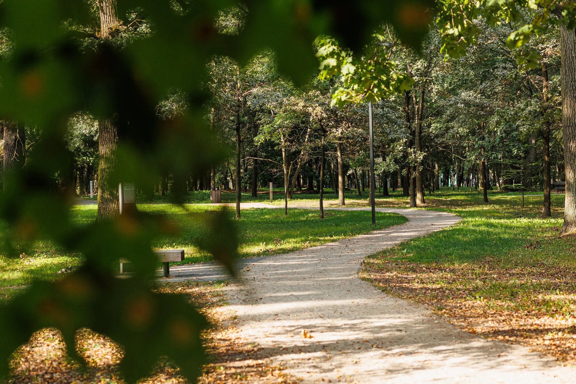 Ąžuolynas / R. Tenio nuotr.