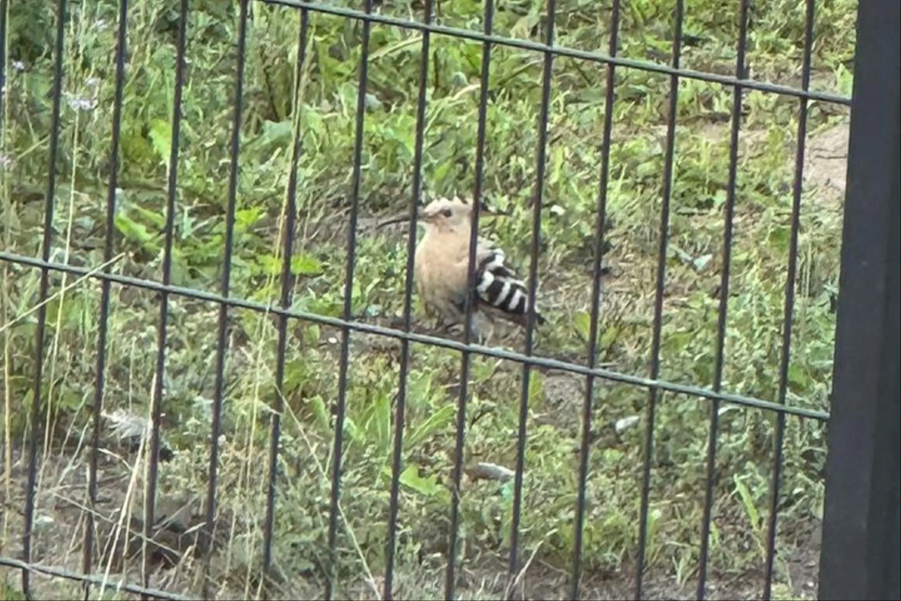 Kukutis / Skaitytojų nuotr.