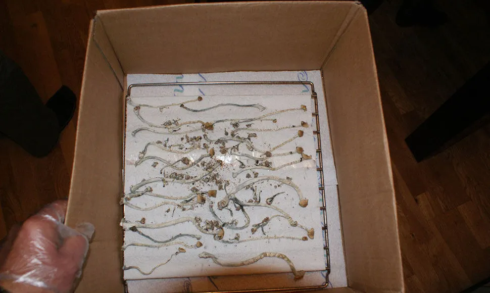 Haliucinogeniniai grybai