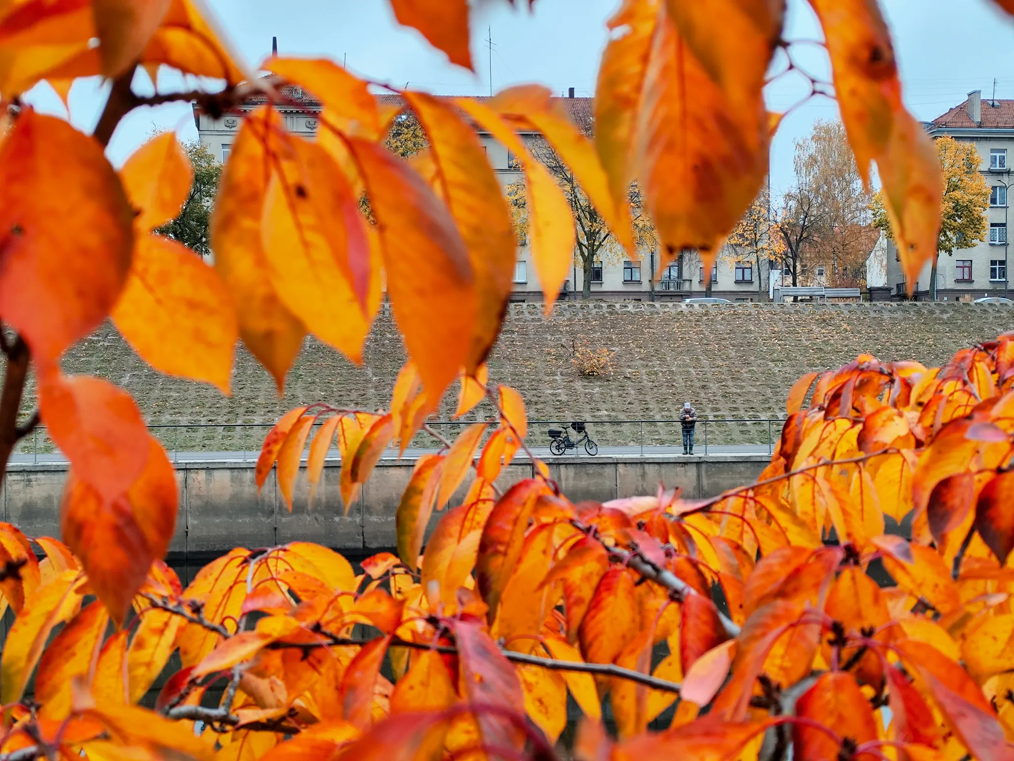 Ruduo Nemuno saloje, sakuros / R. Tenio nuotr.