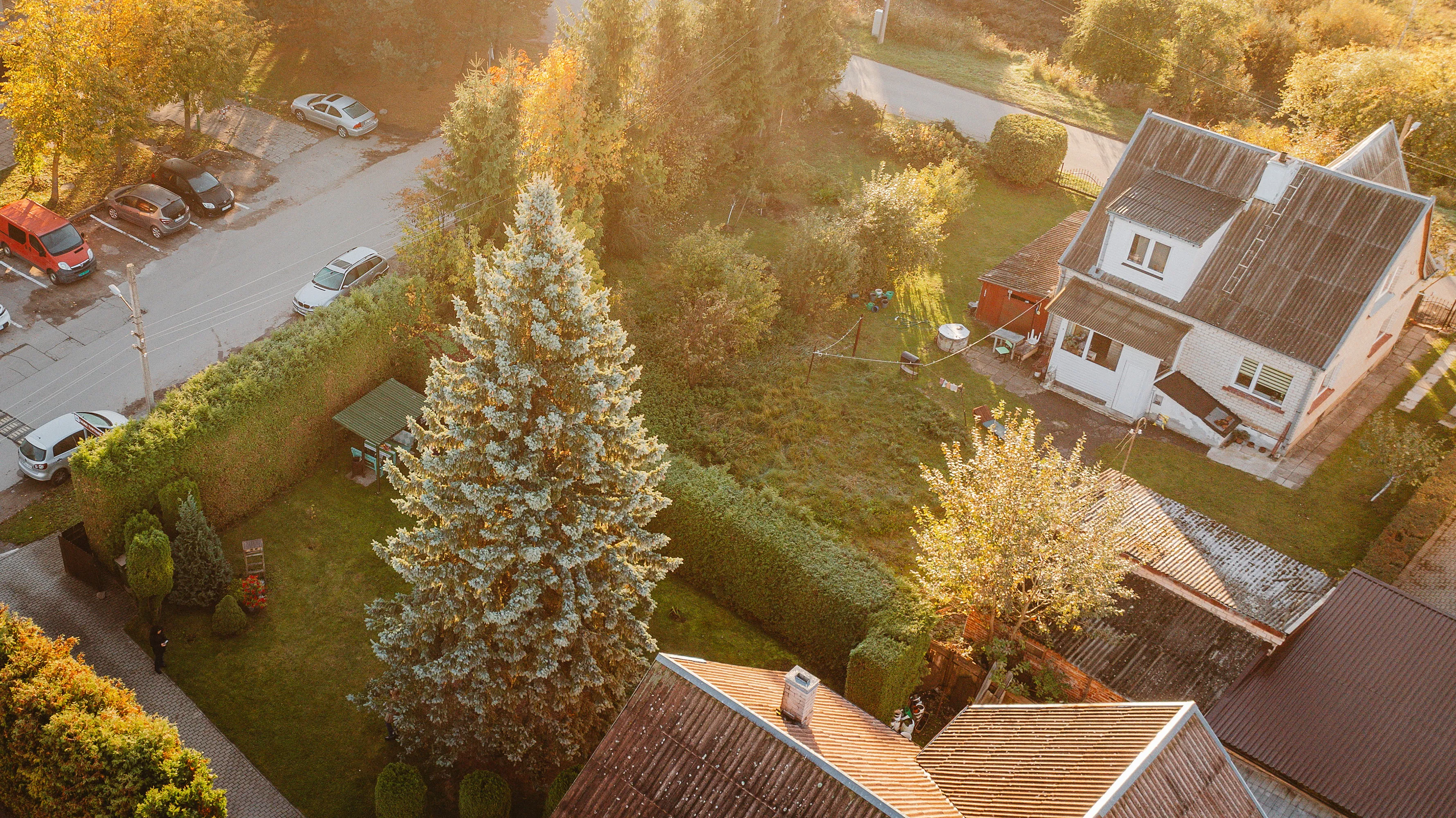 Šilainiuose užauginta žaliaskarė / Kaunas.lt nuotr.