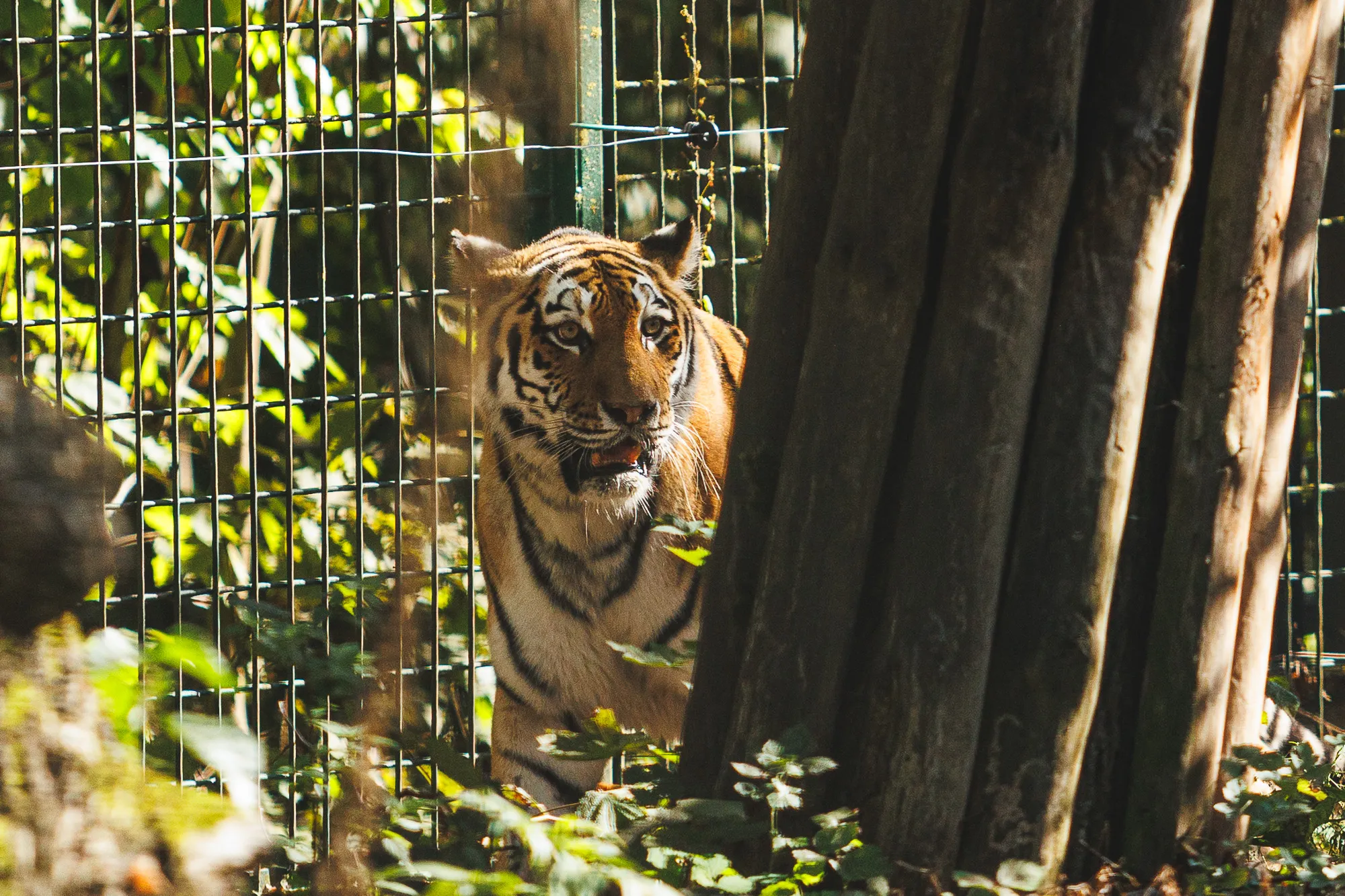 Amūrinis tigras Zoologijos sode / R. Tenio nuotr.