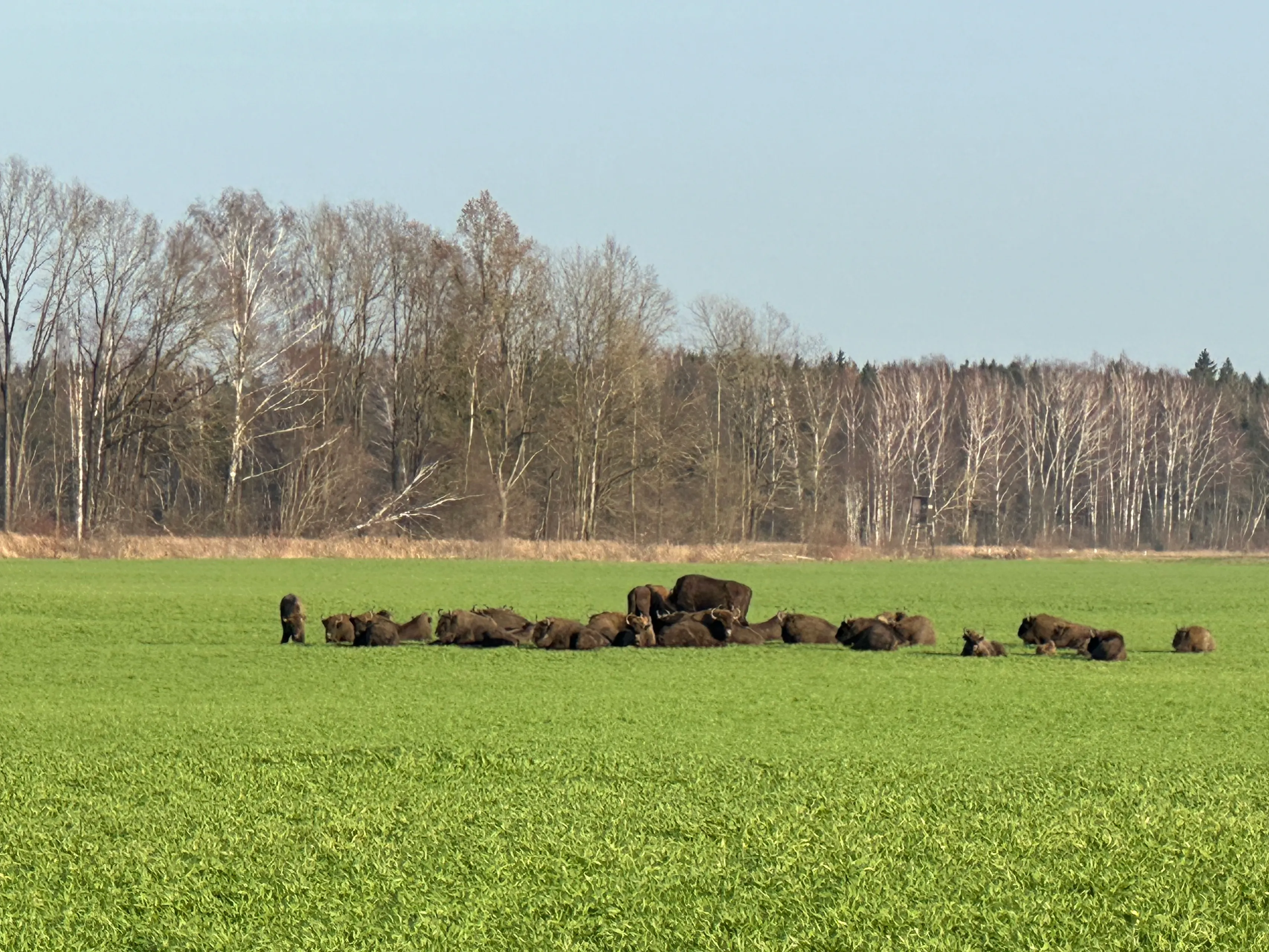 Stumbrų banda Kauno rajone / Skaitytojo nuotr.