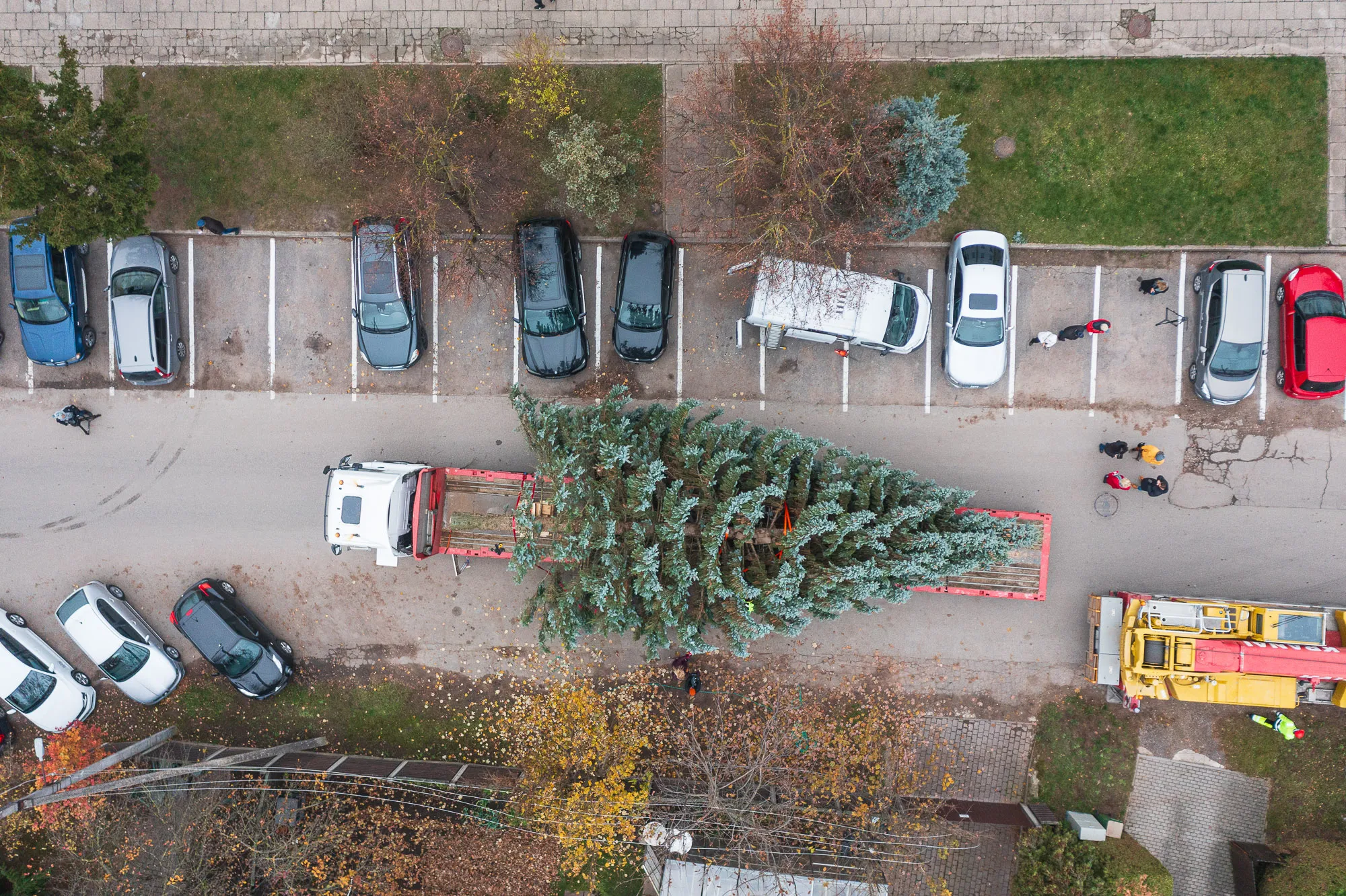 Kalėdų eglė iškeliauja į Vienybės aikštę / R. Tenio nuotr.