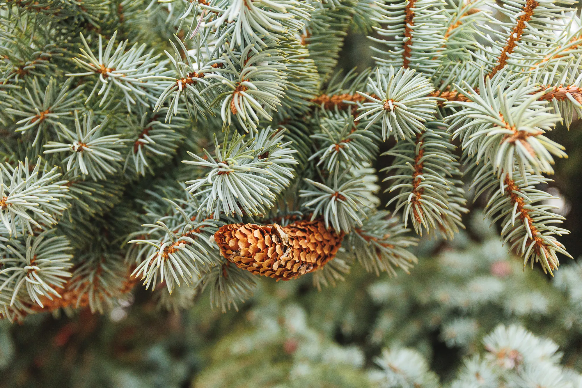 Kalėdų eglė iškeliauja į Vienybės aikštę / R. Tenio nuotr.