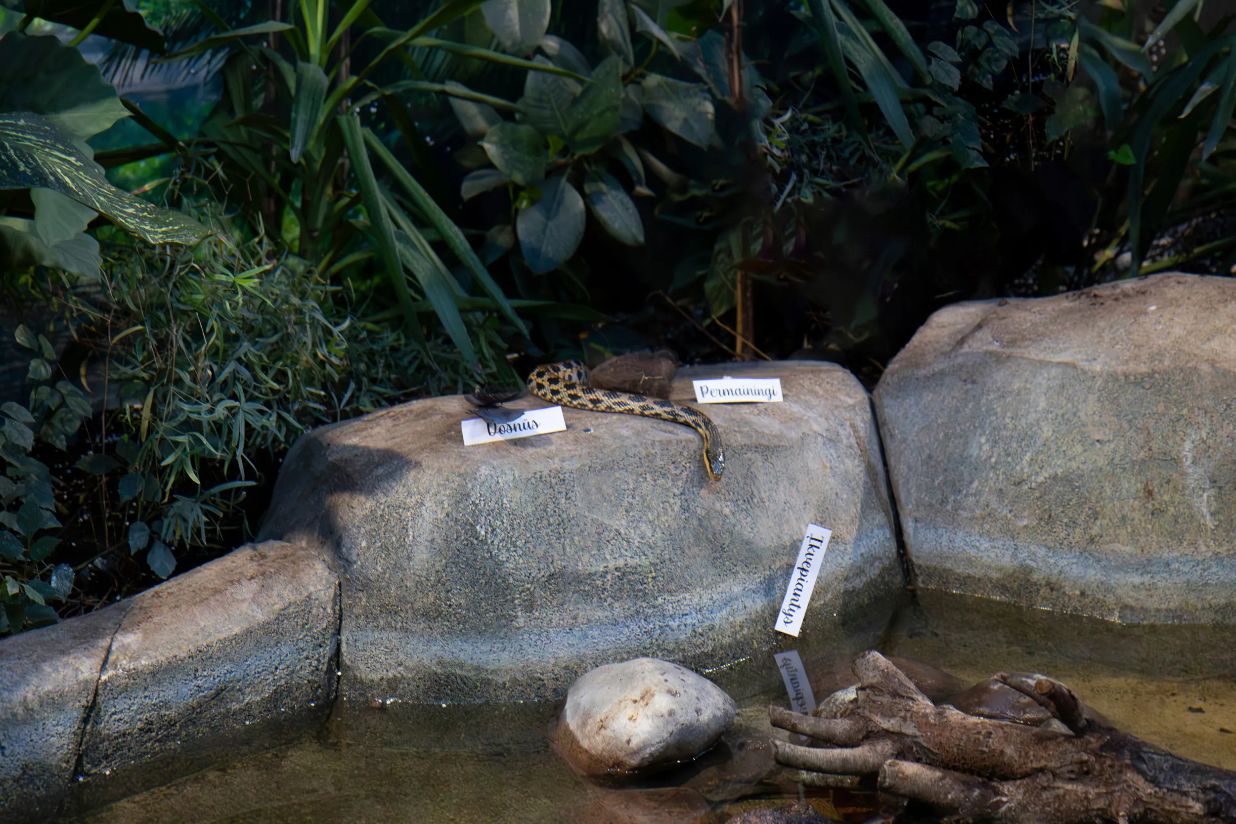 Žalčio spėjimas / LZS nuotr.