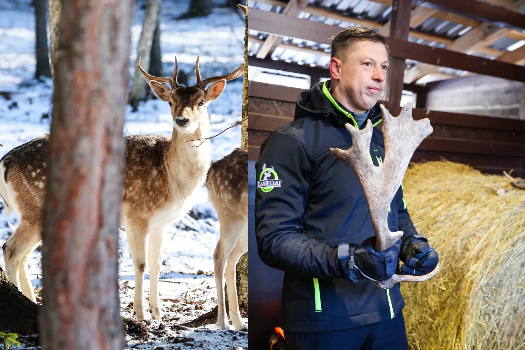 Perliniai danieliai, Karolis Kanapeckas („Kas vyksta Kaune“ fotomontažas)