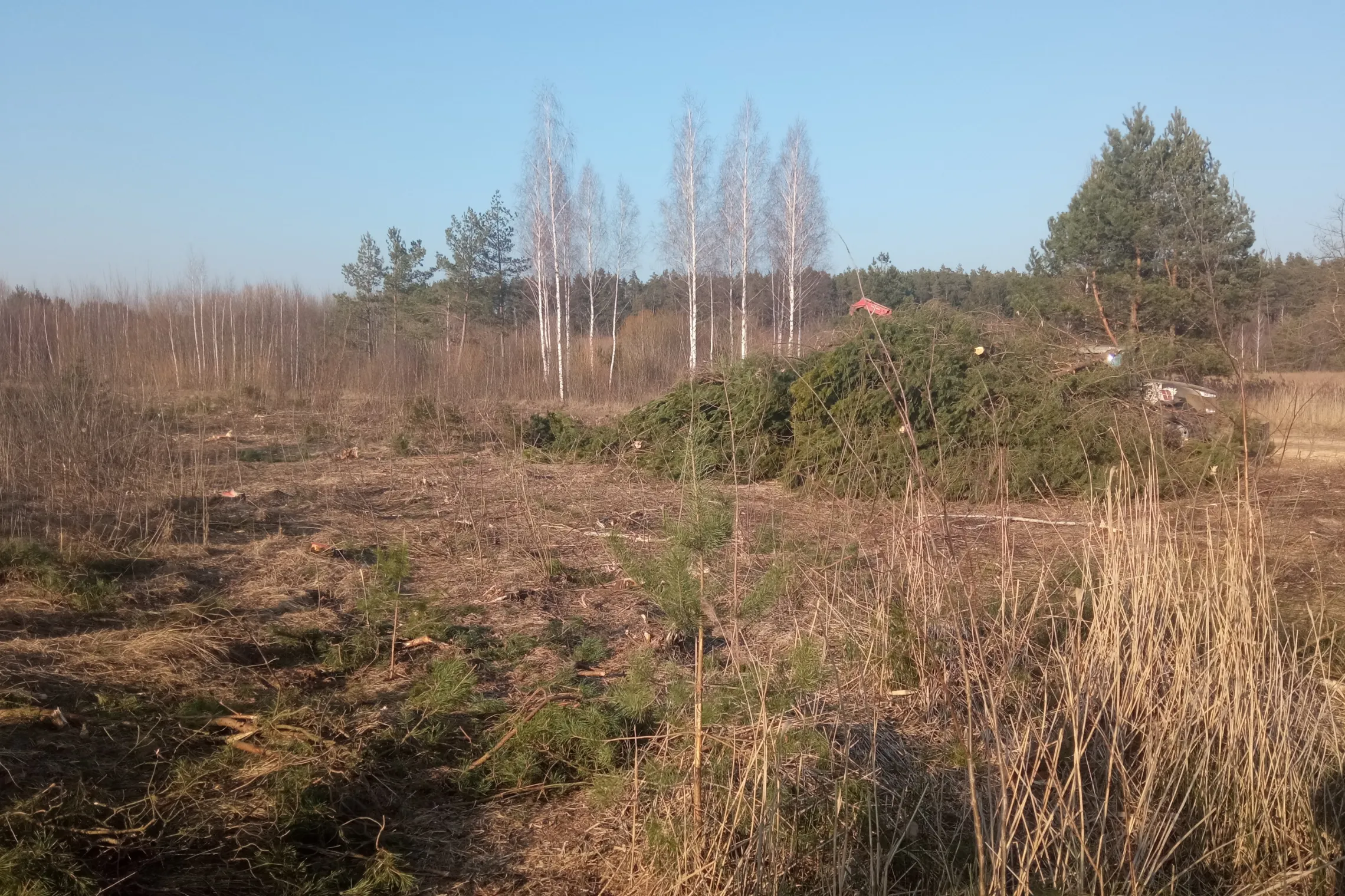 Jonavoje išskirsti medžiai