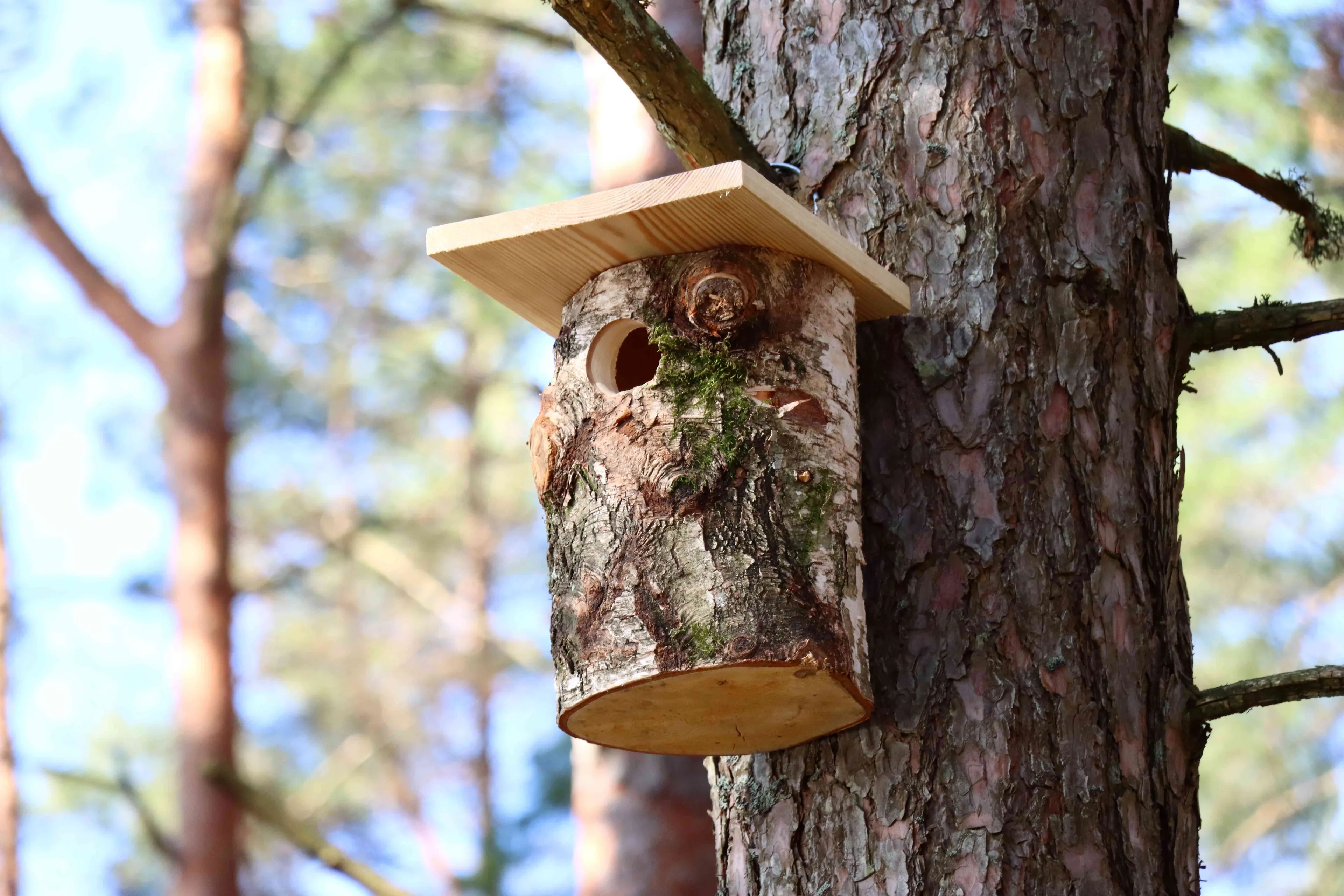 Akcija „Paukščiai grįžta namo“ – visoje Lietuvoje iškelti inkilai / VMU nuotr.