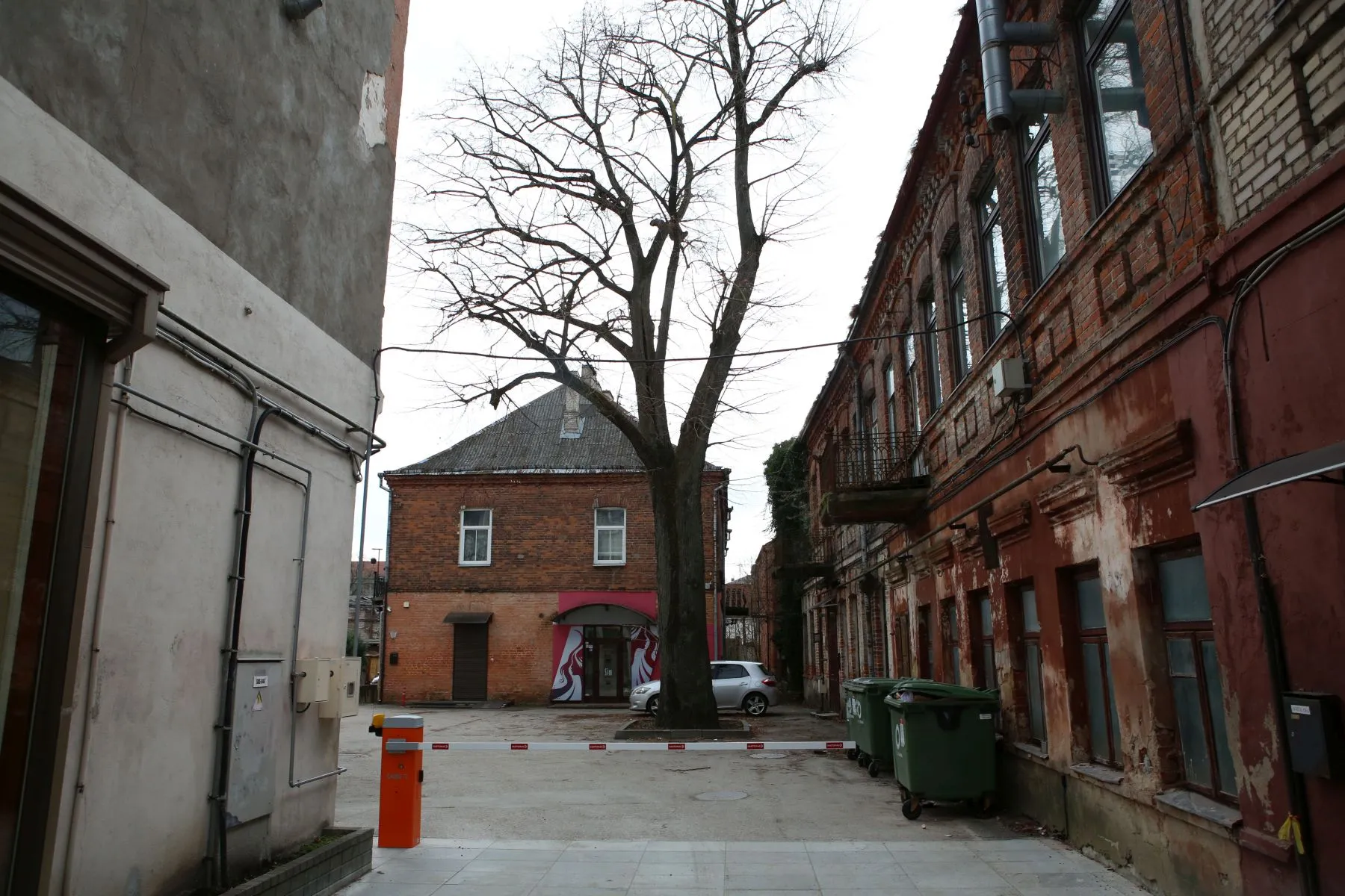 Laisvės alėjos liepa milžinė / M. Patašiaus nuotr.